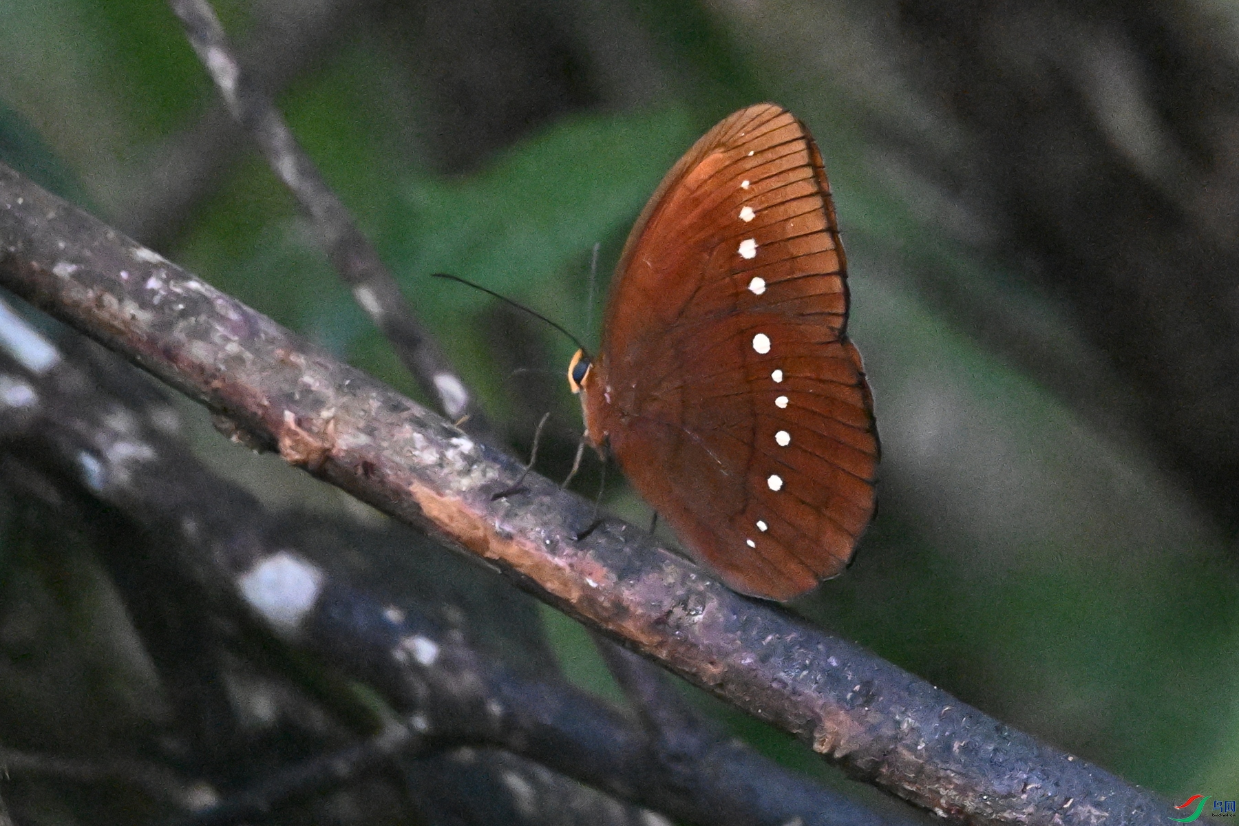 DSC_7453.JPG