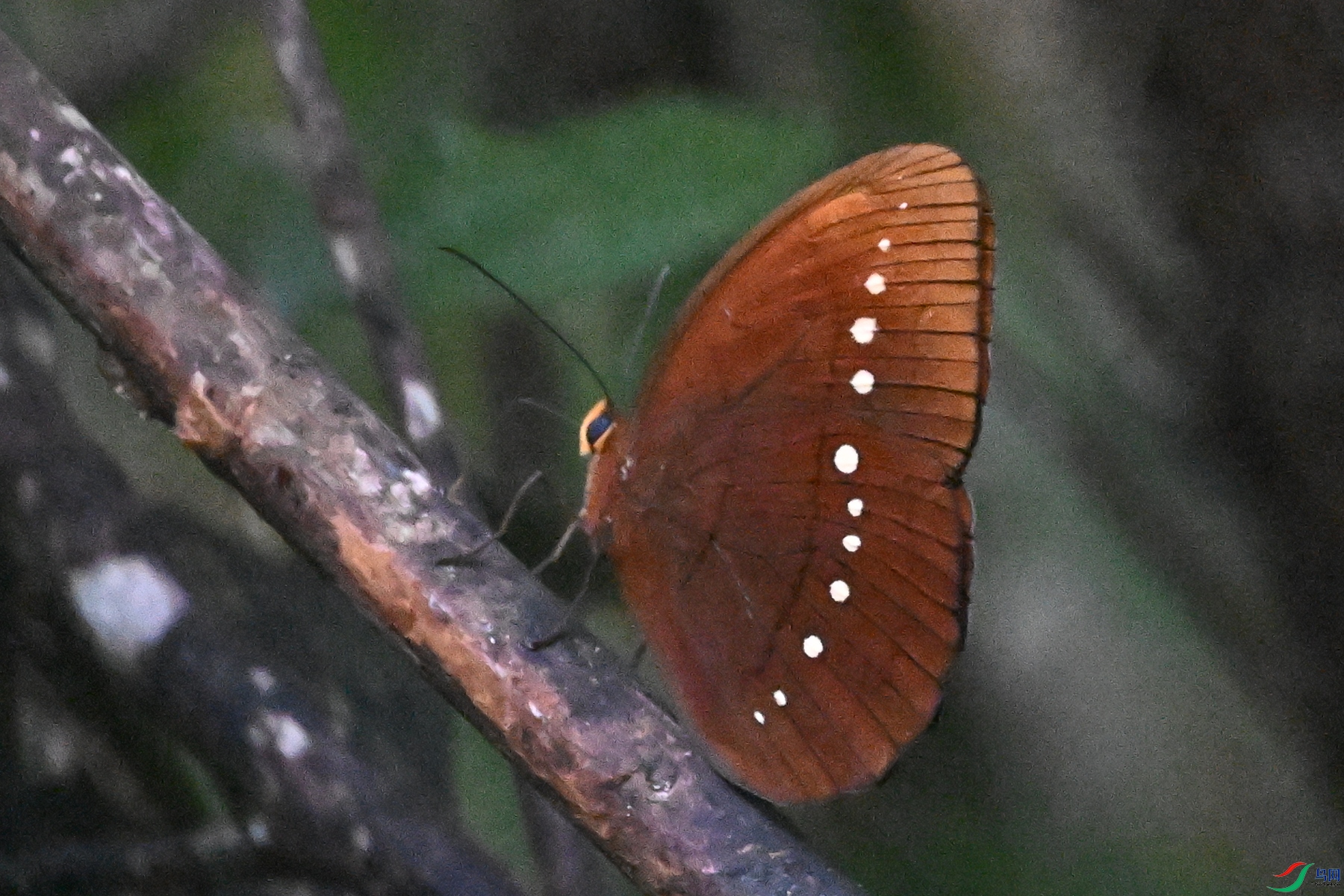 DSC_7455.JPG