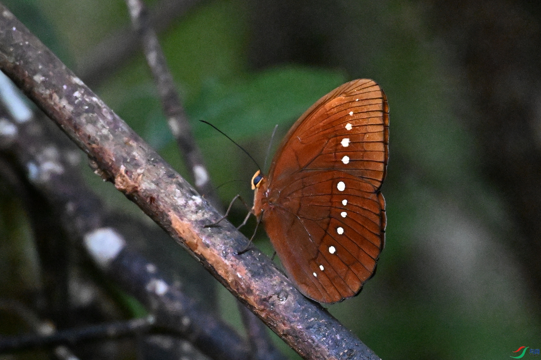 DSC_7452.JPG