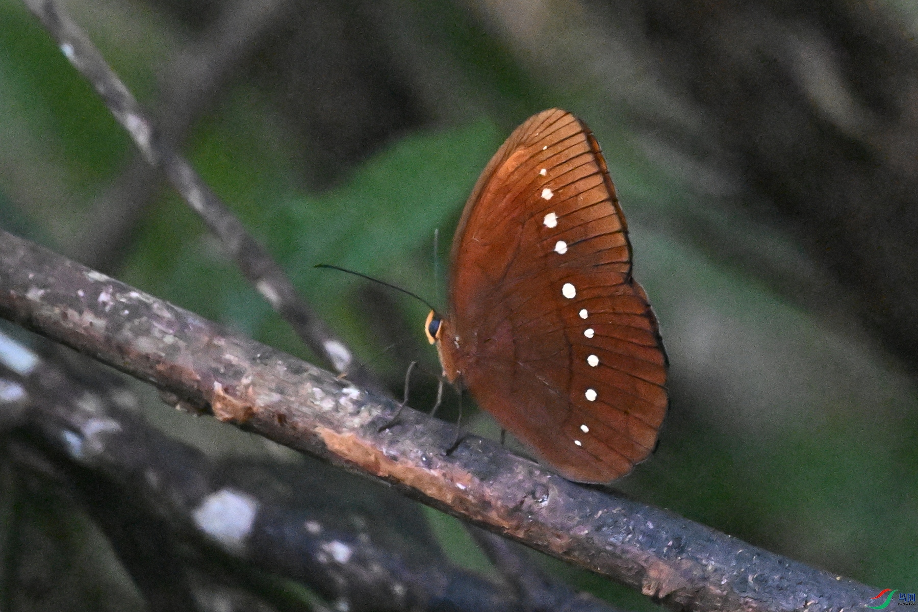 DSC_7454.JPG
