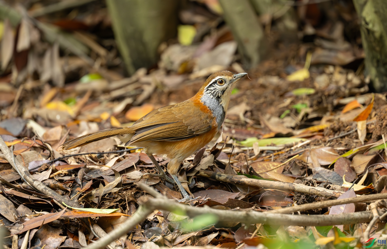 DSC_6809.jpg