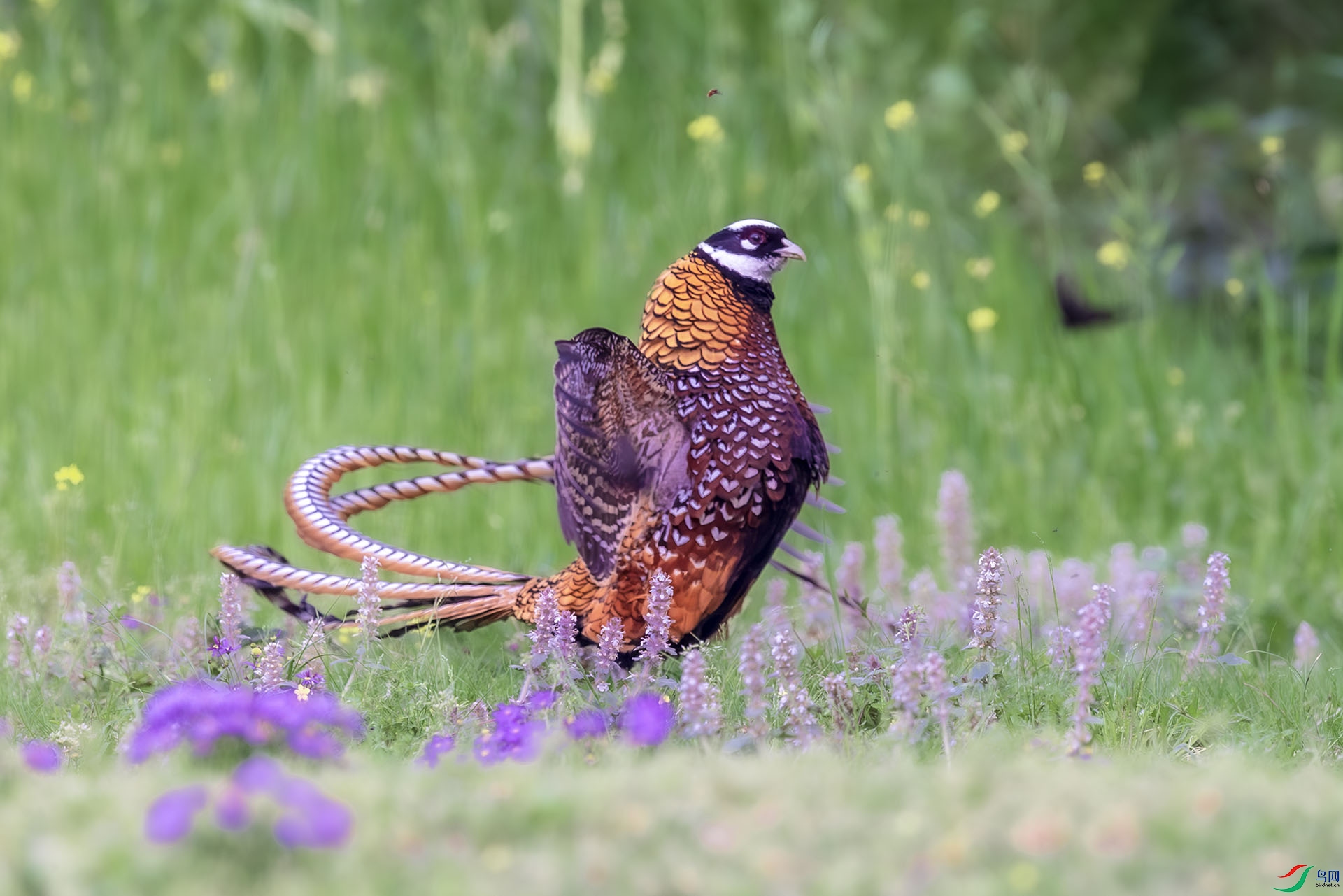 AF3I8536-����ǿ-NR ����420.jpg