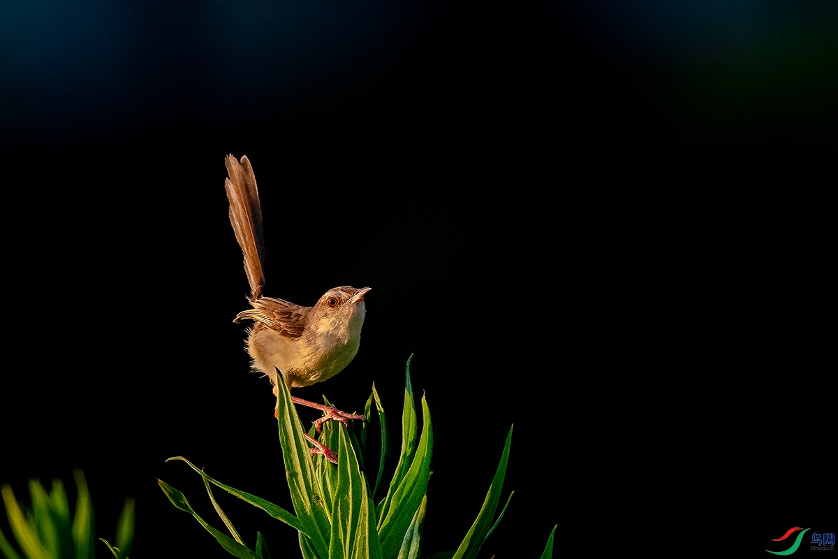 DSC_3137ABC.jpg