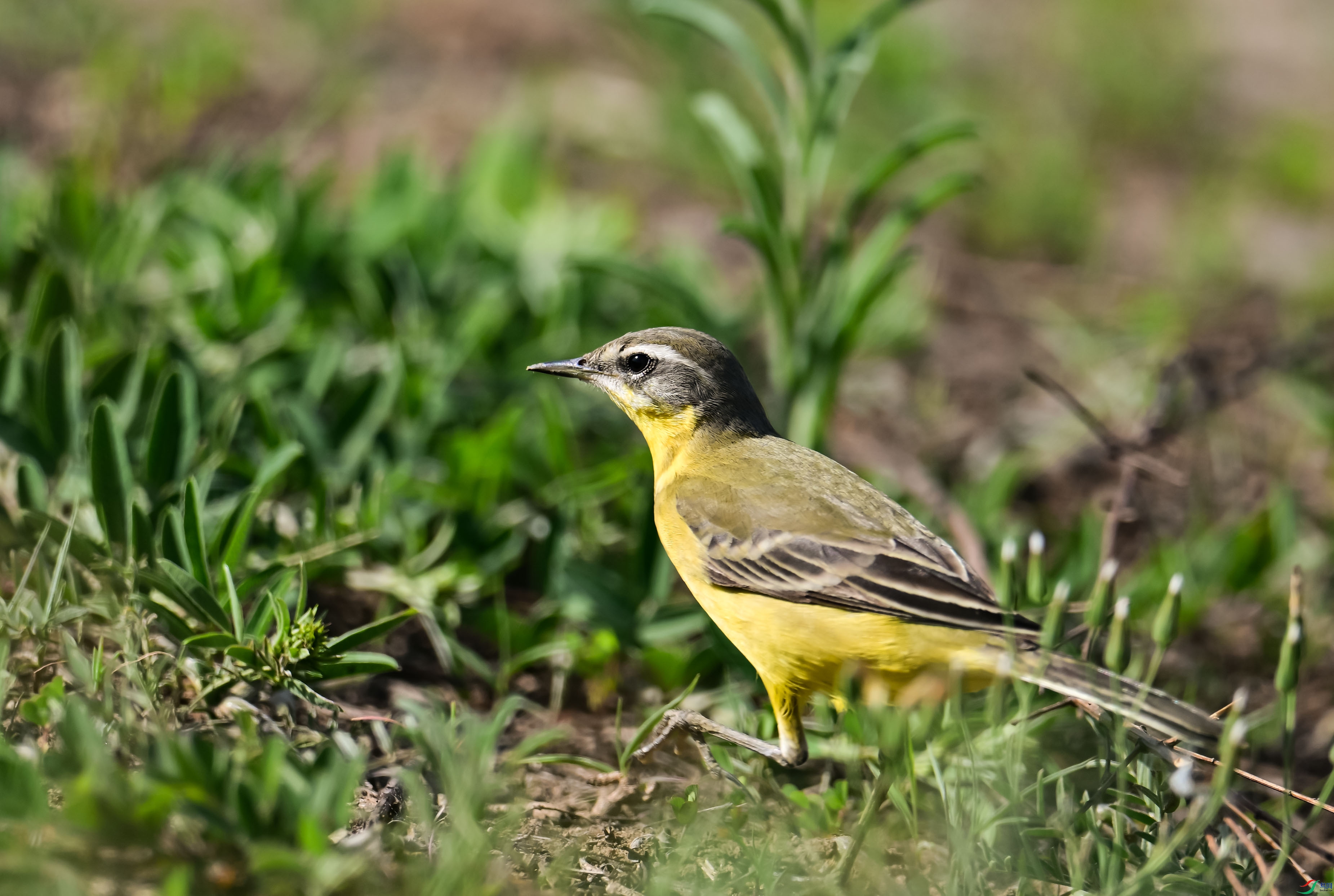 DSC_3646.jpg