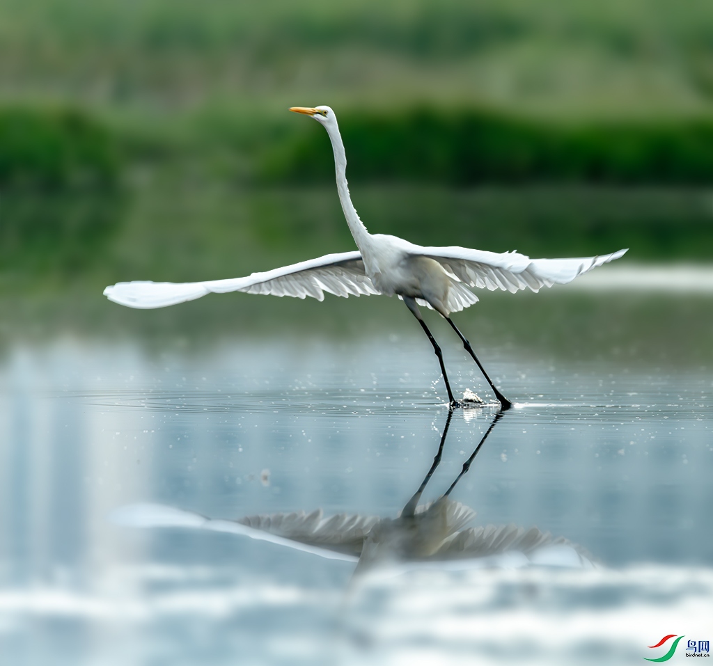 ����ͦ��