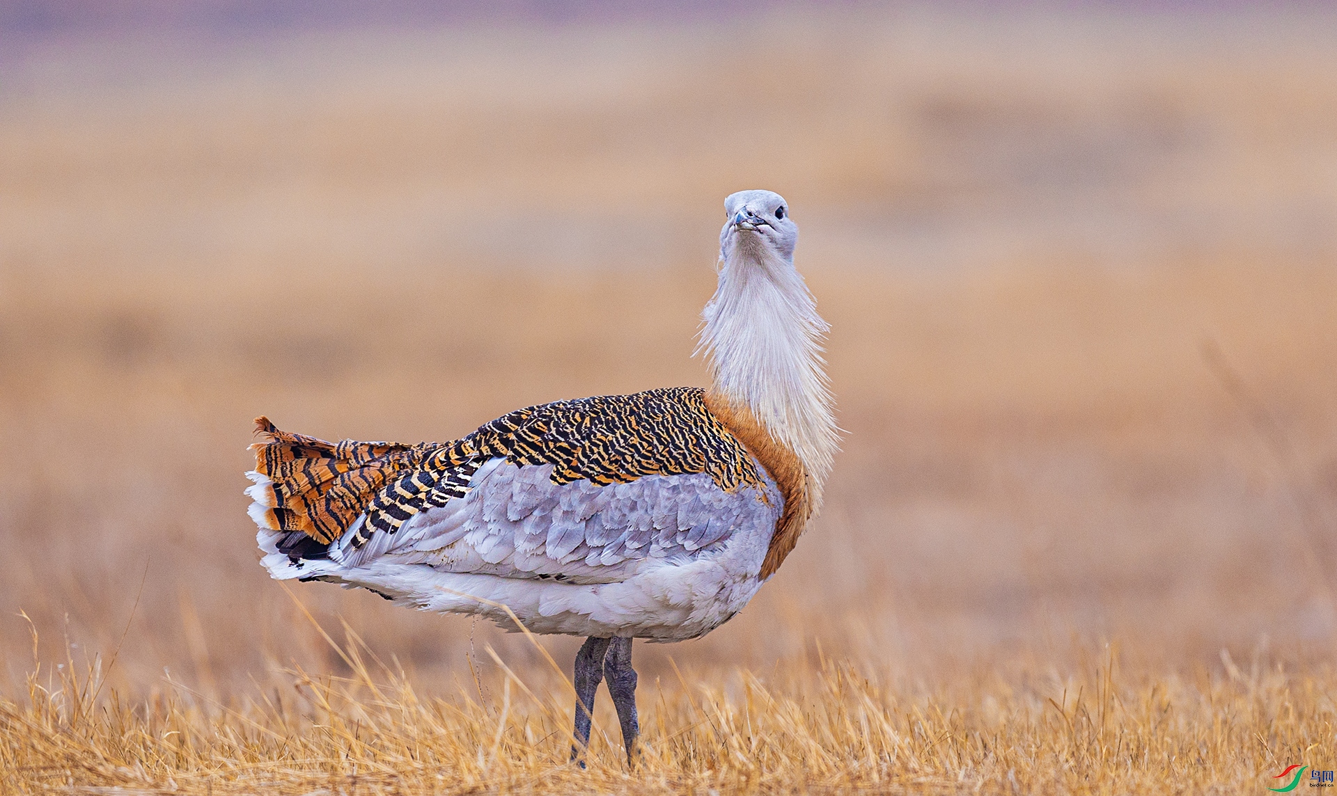 066A6415 ����.jpg