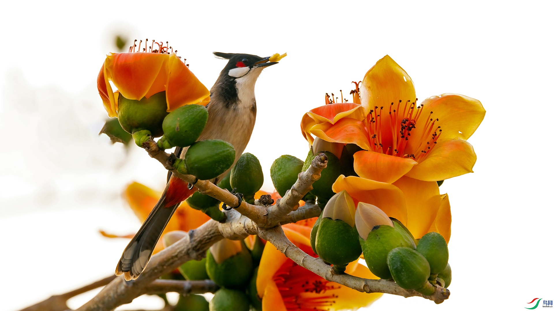 ����� 002������� ľ������.jpg