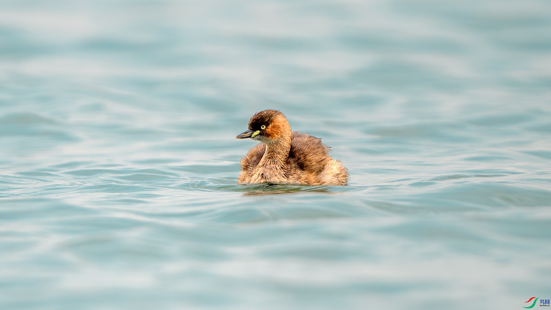 DSC_8712-����ǿ-NR ����.jpg