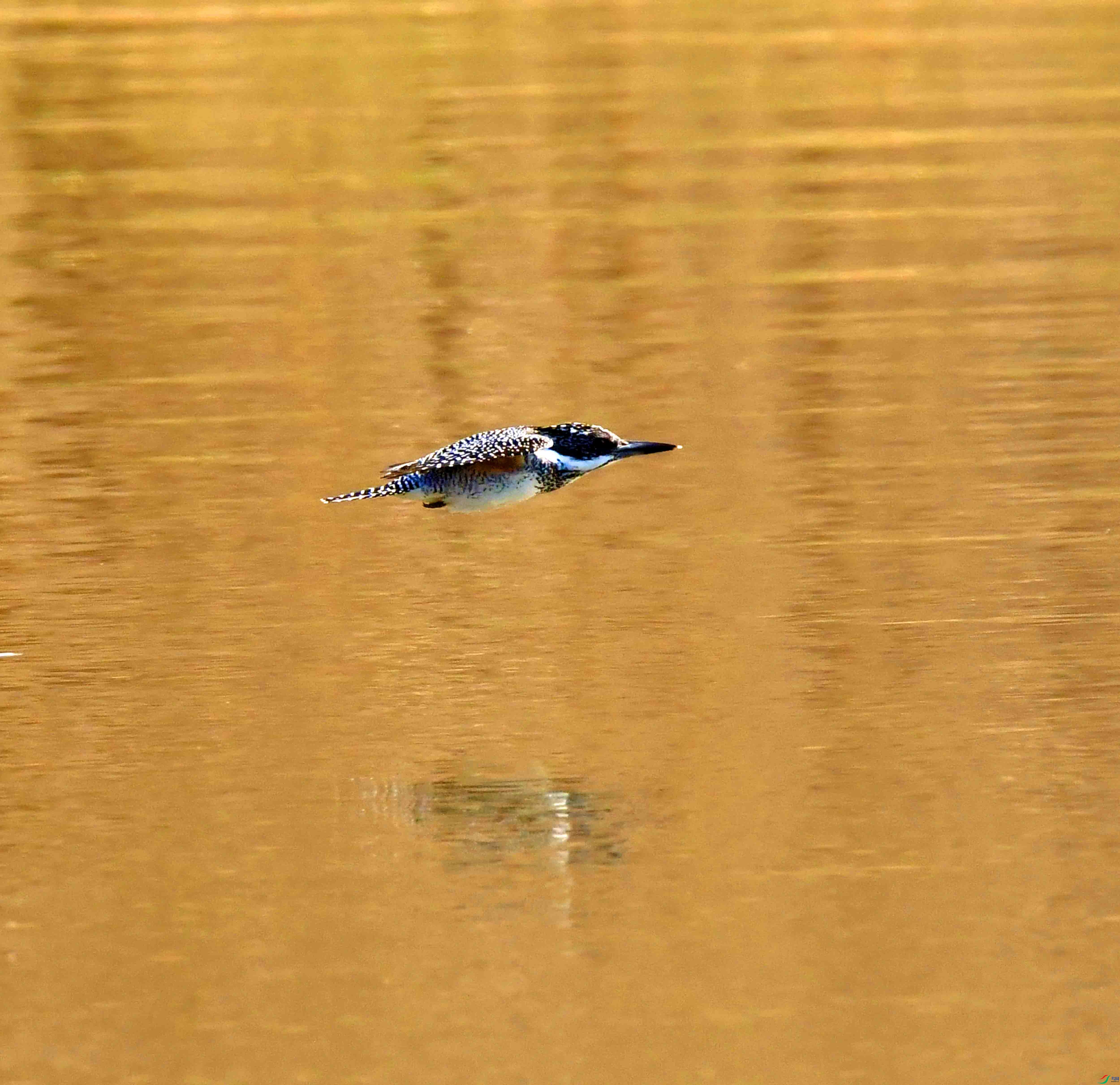 DSC_8654.JPG