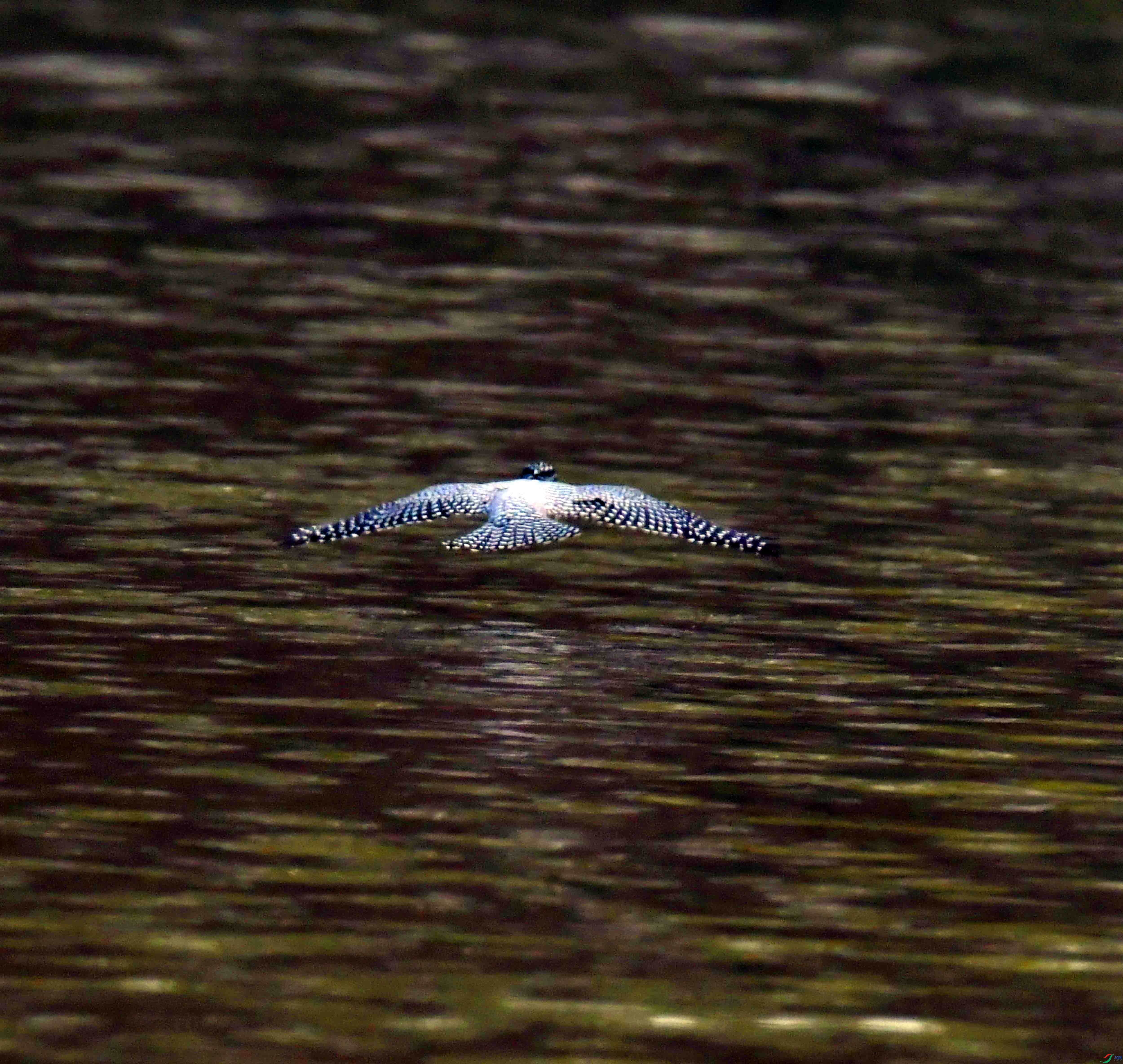 DSC_9138.JPG