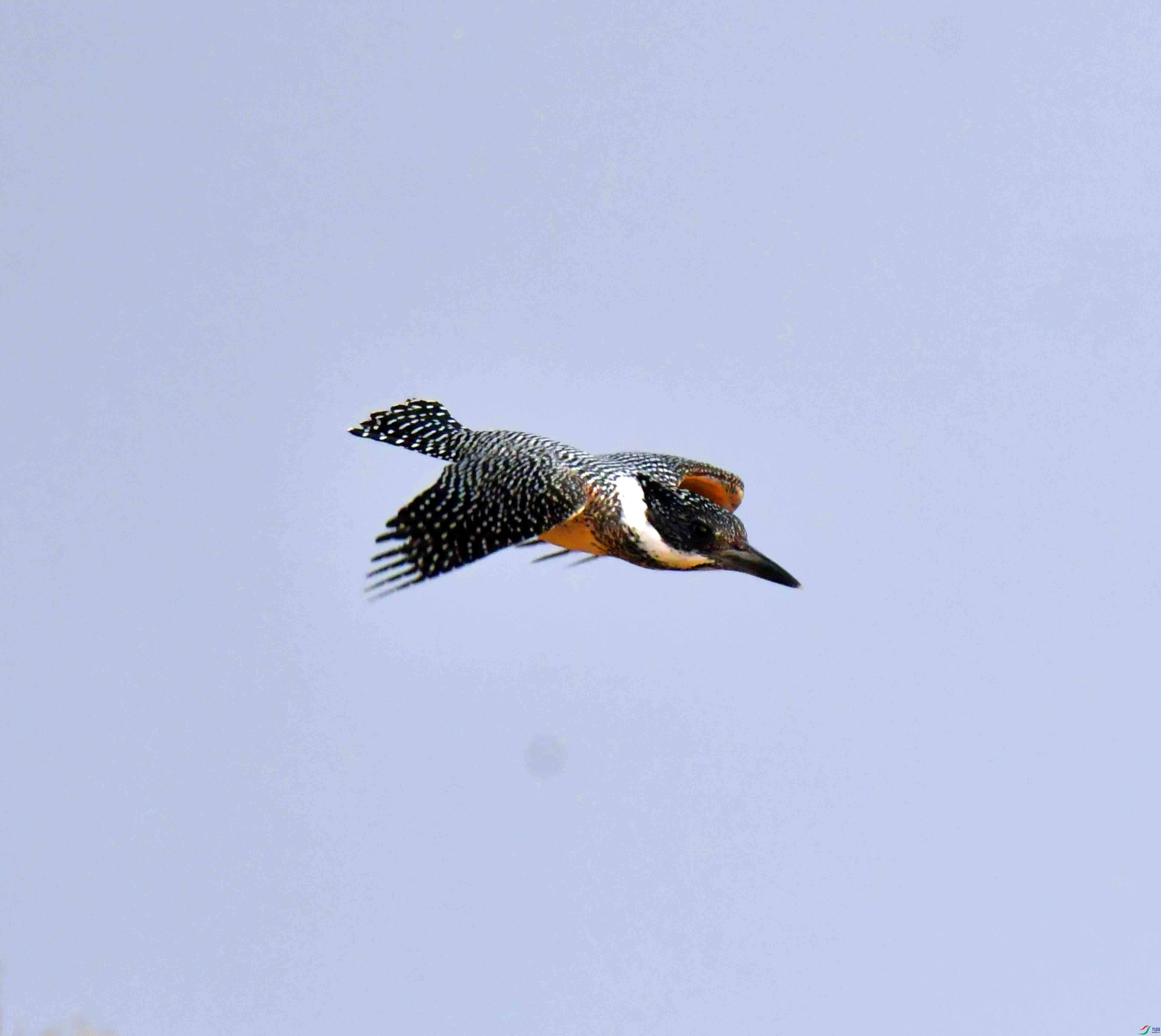 DSC_9681.JPG
