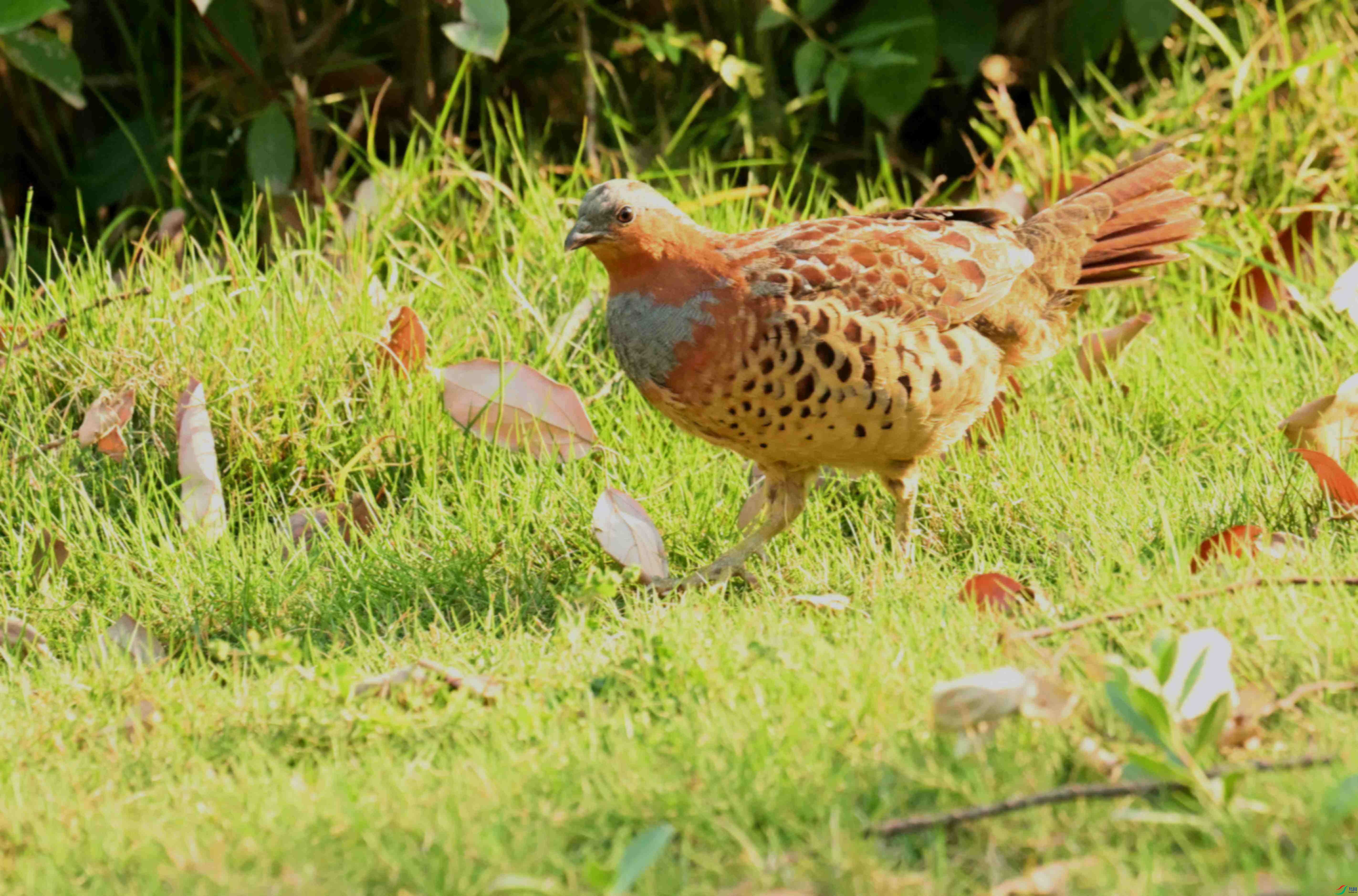 DSC_1694.JPG