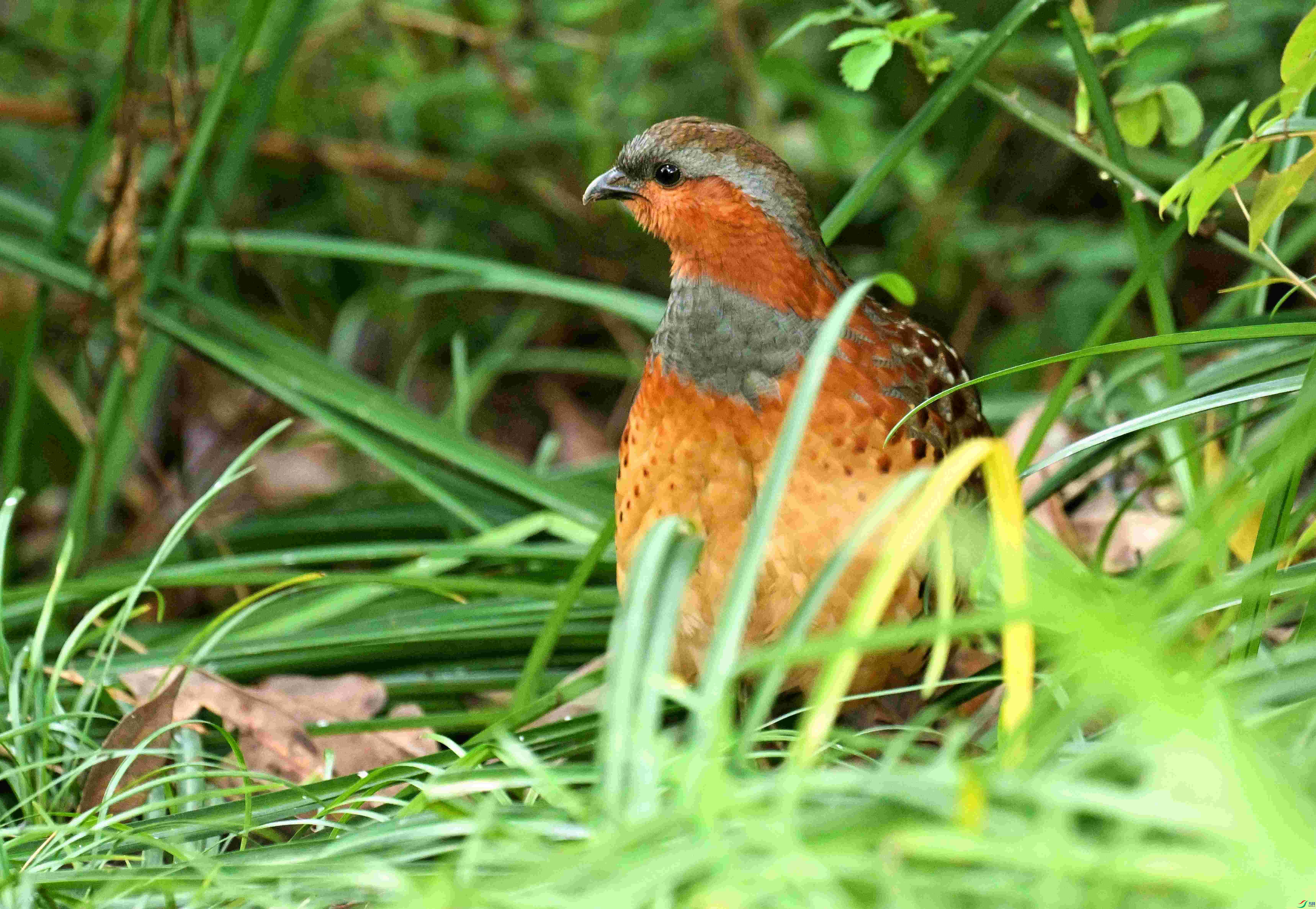 DSC_9761.jpg