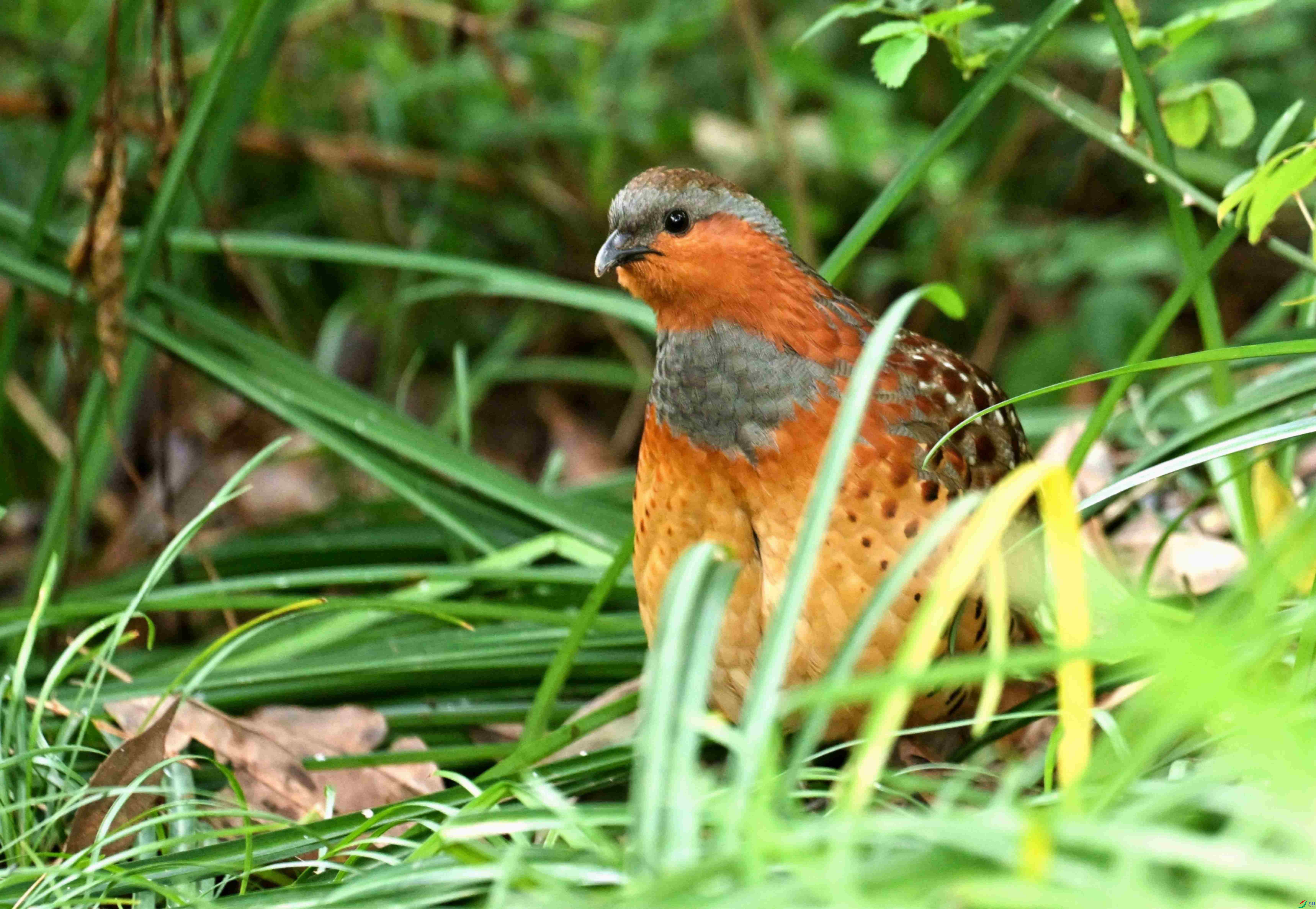 DSC_9835.jpg
