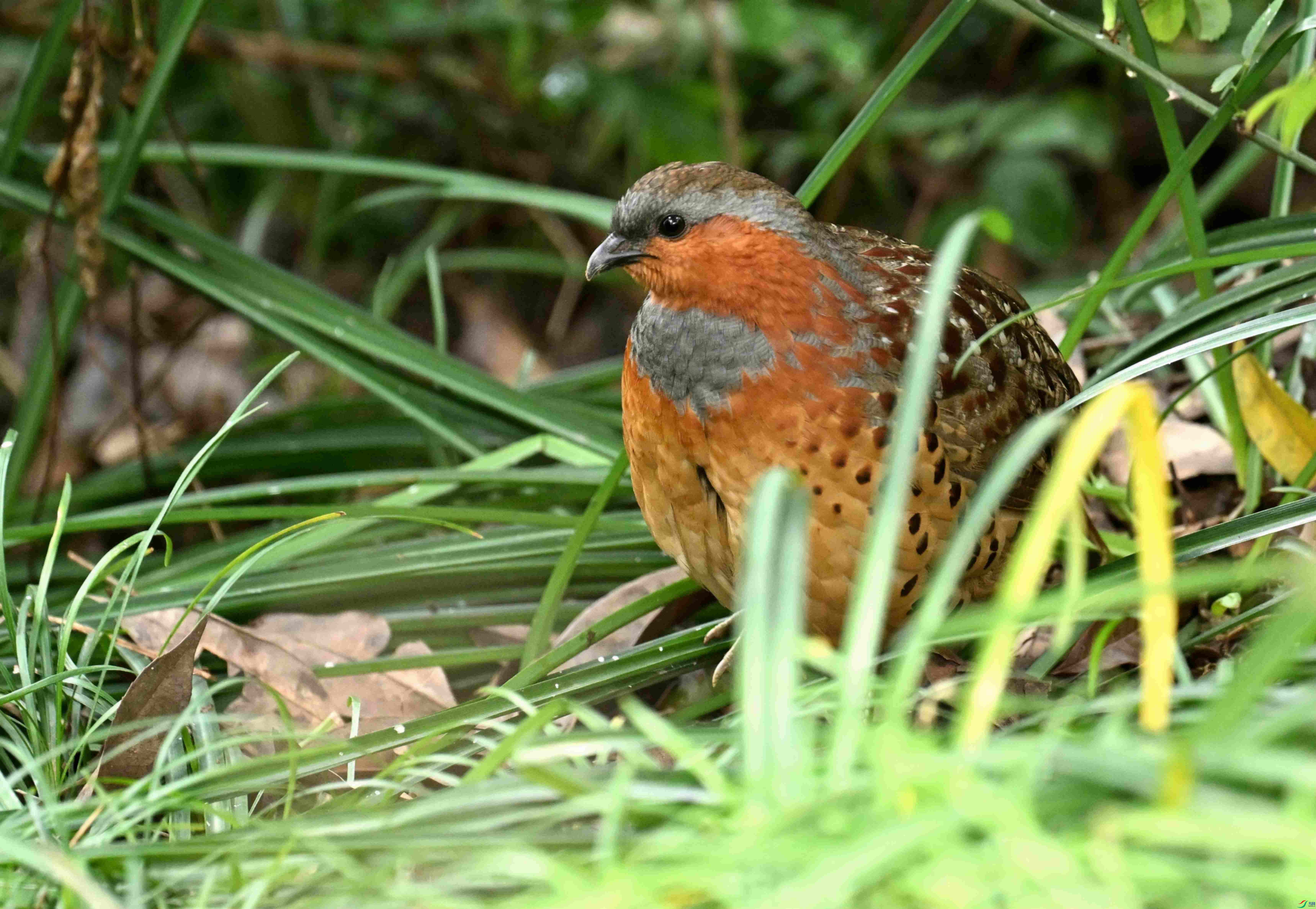 DSC_9919.jpg