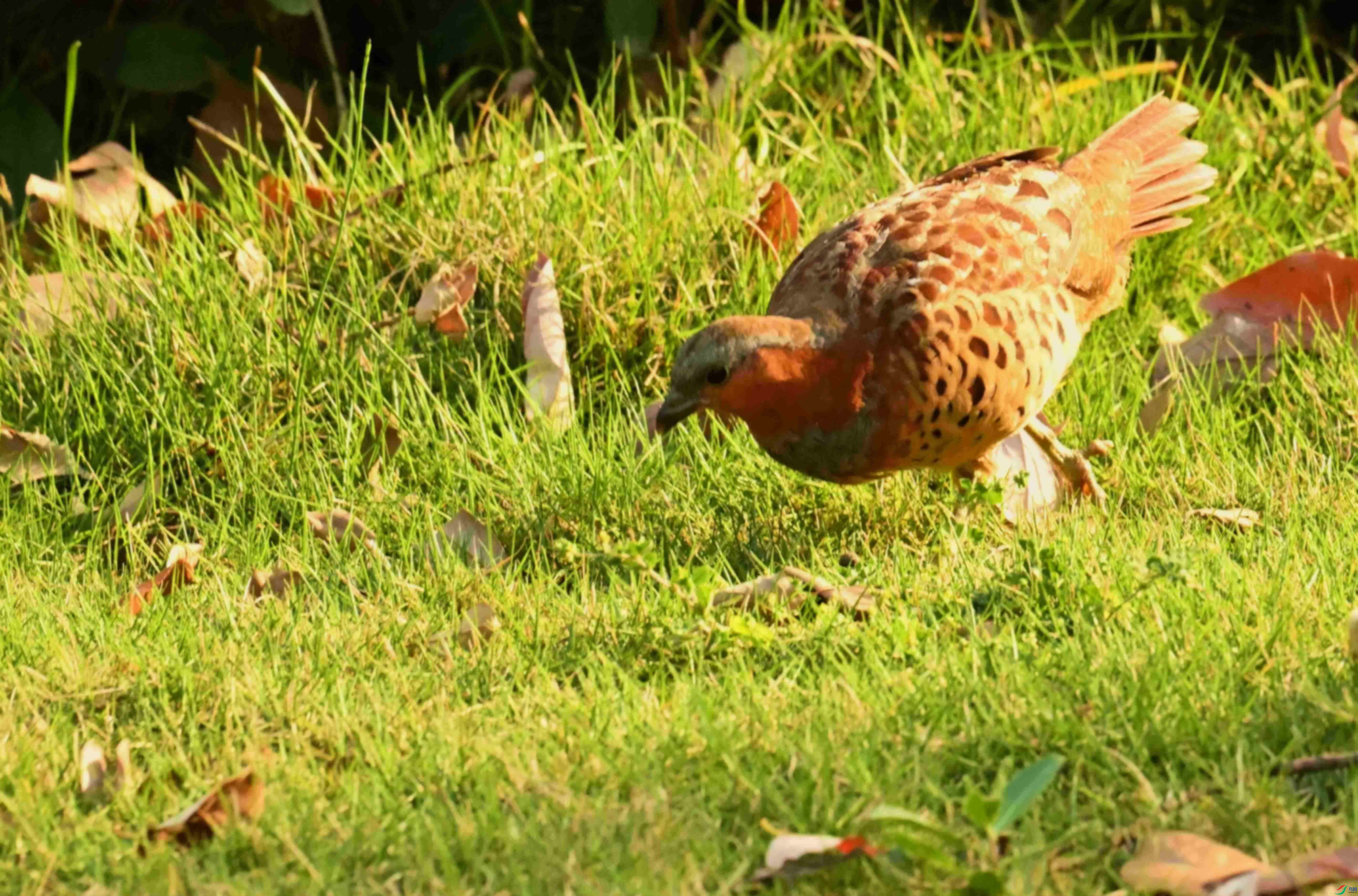 DSC_1706.JPG
