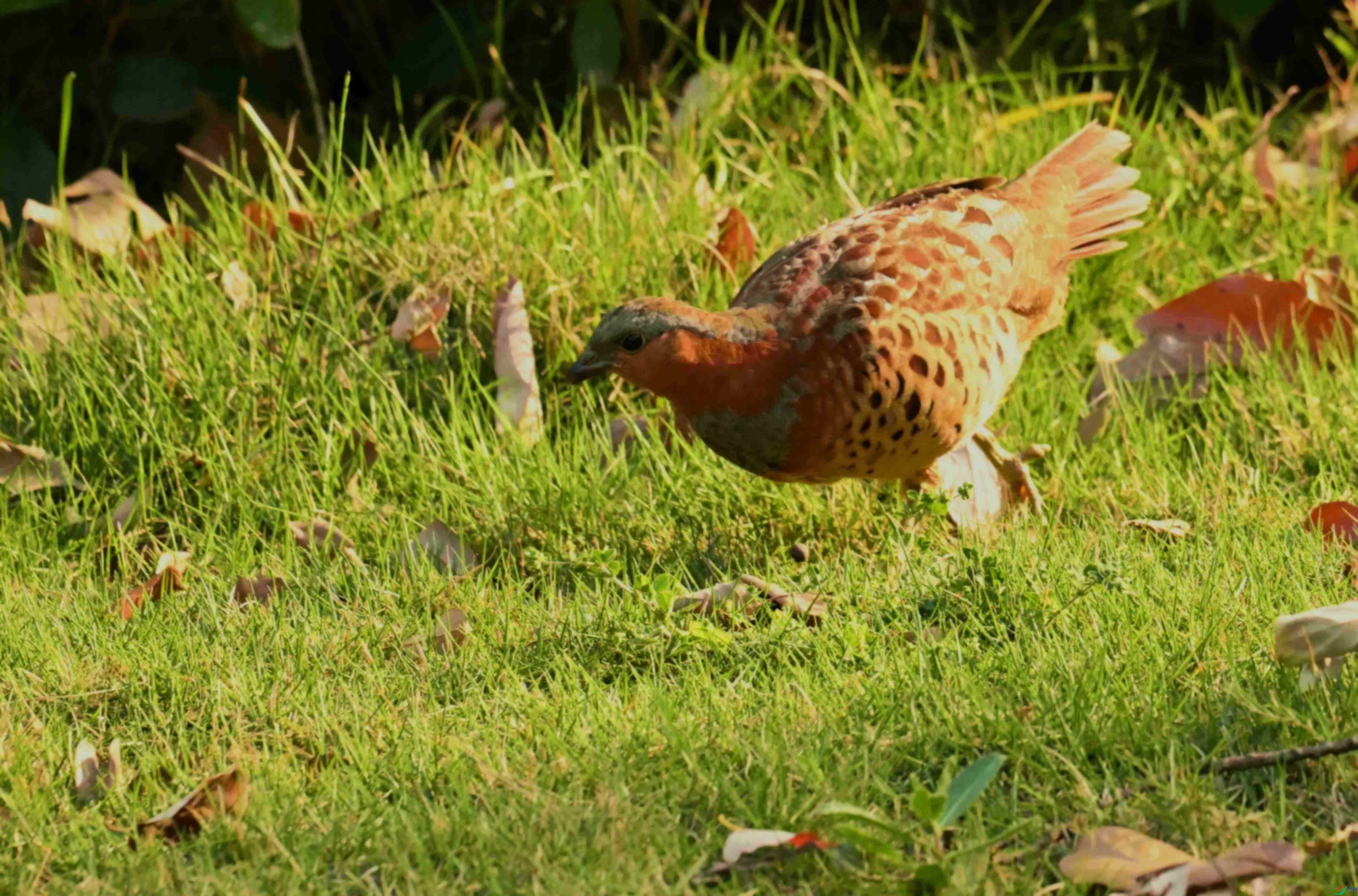 DSC_1707.JPG