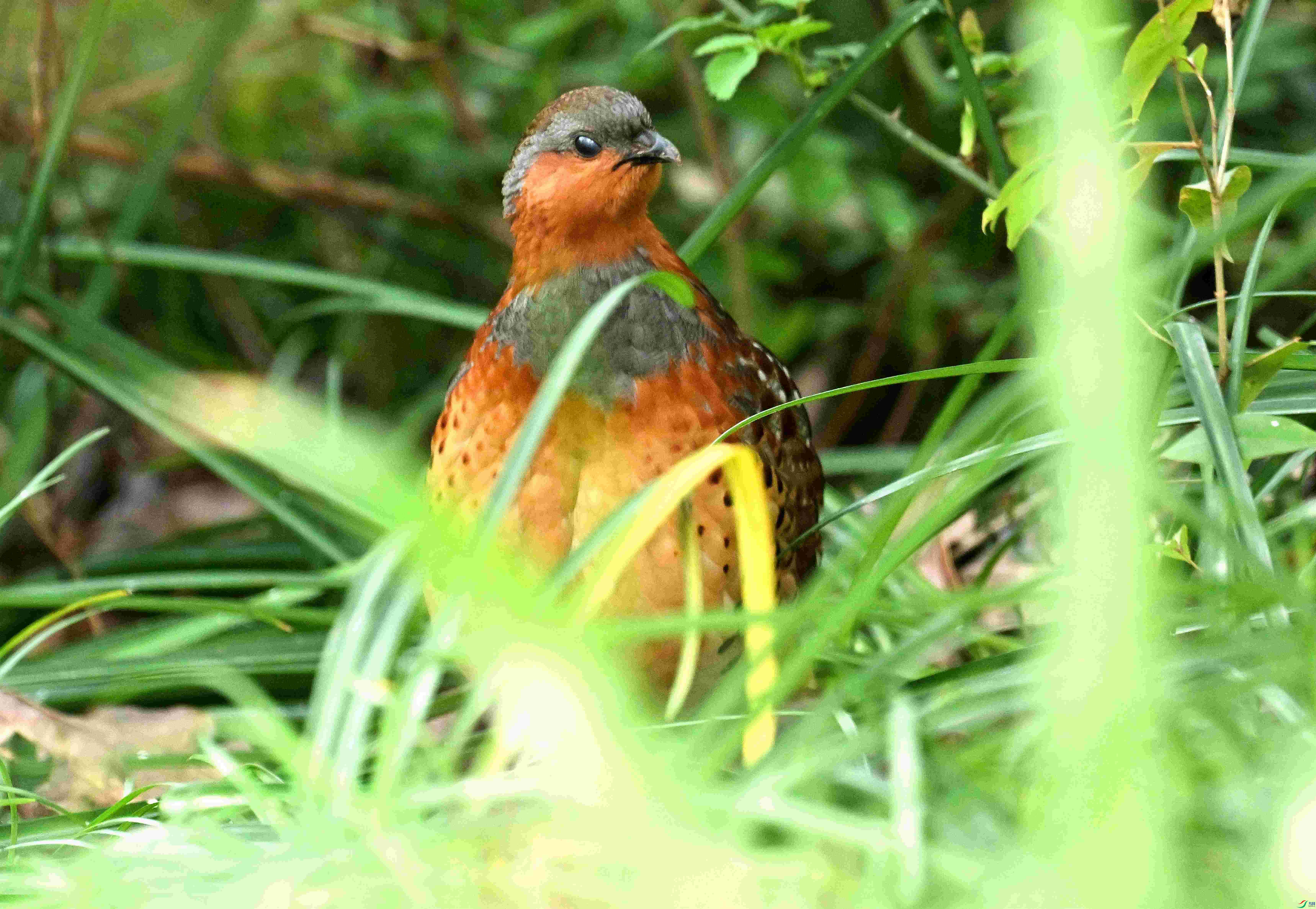DSC_9740.jpg