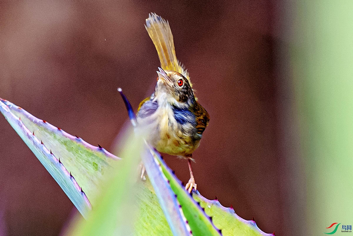 DSC_3265-����ǿ.jpg
