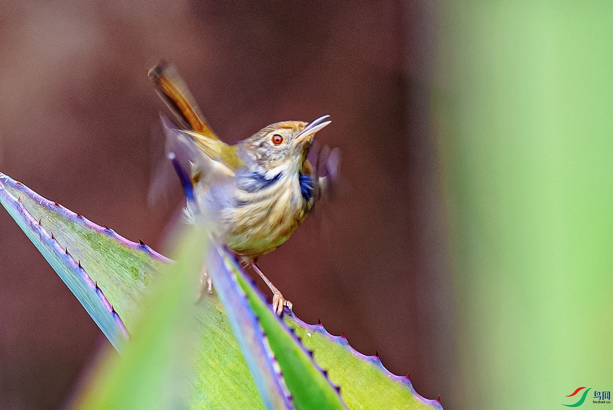 DSC_3266-����ǿ.jpg