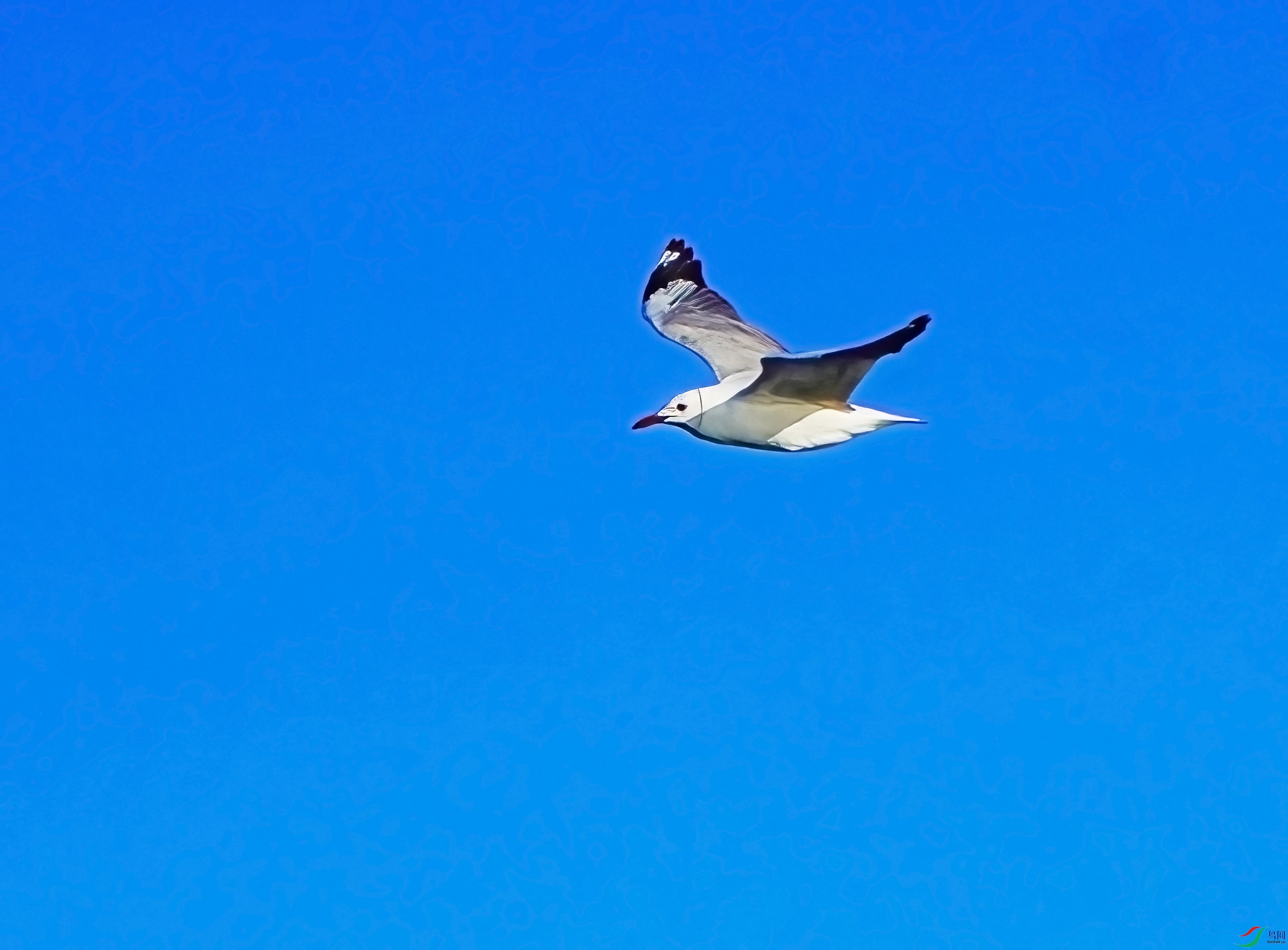 DSC07554-7x.jpg