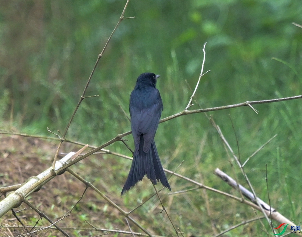DSC_1697.JPG