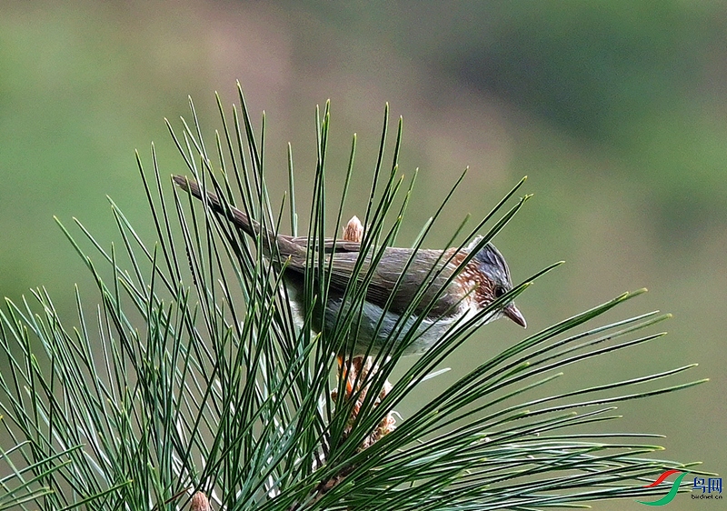 DSC_1155.JPG