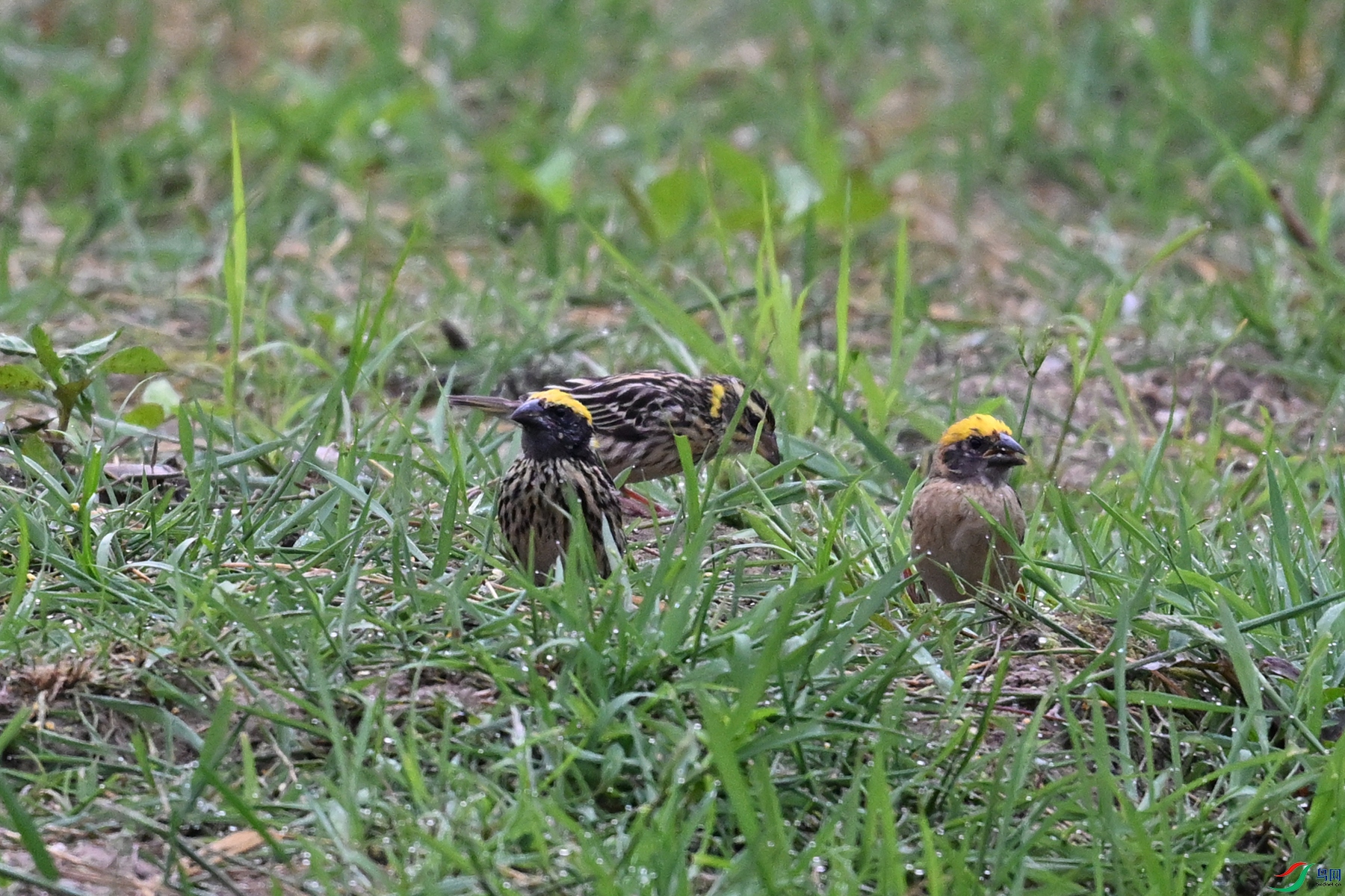 DSC_3619.JPG