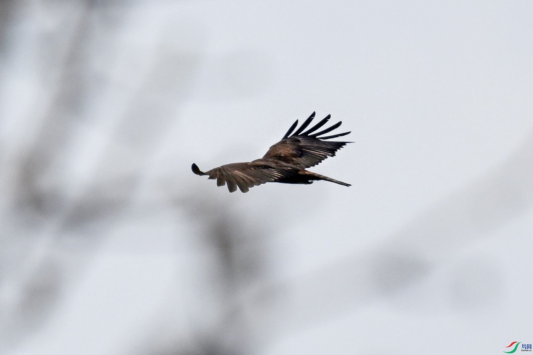 DSC_4677.JPG