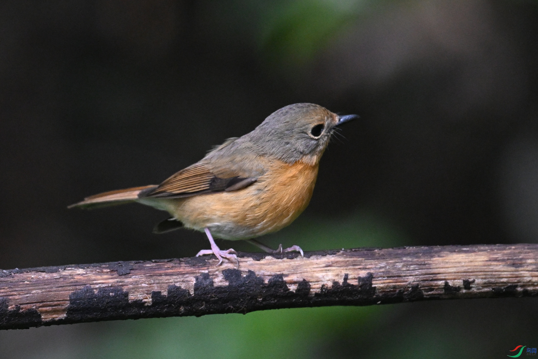 DSC_7207.JPG