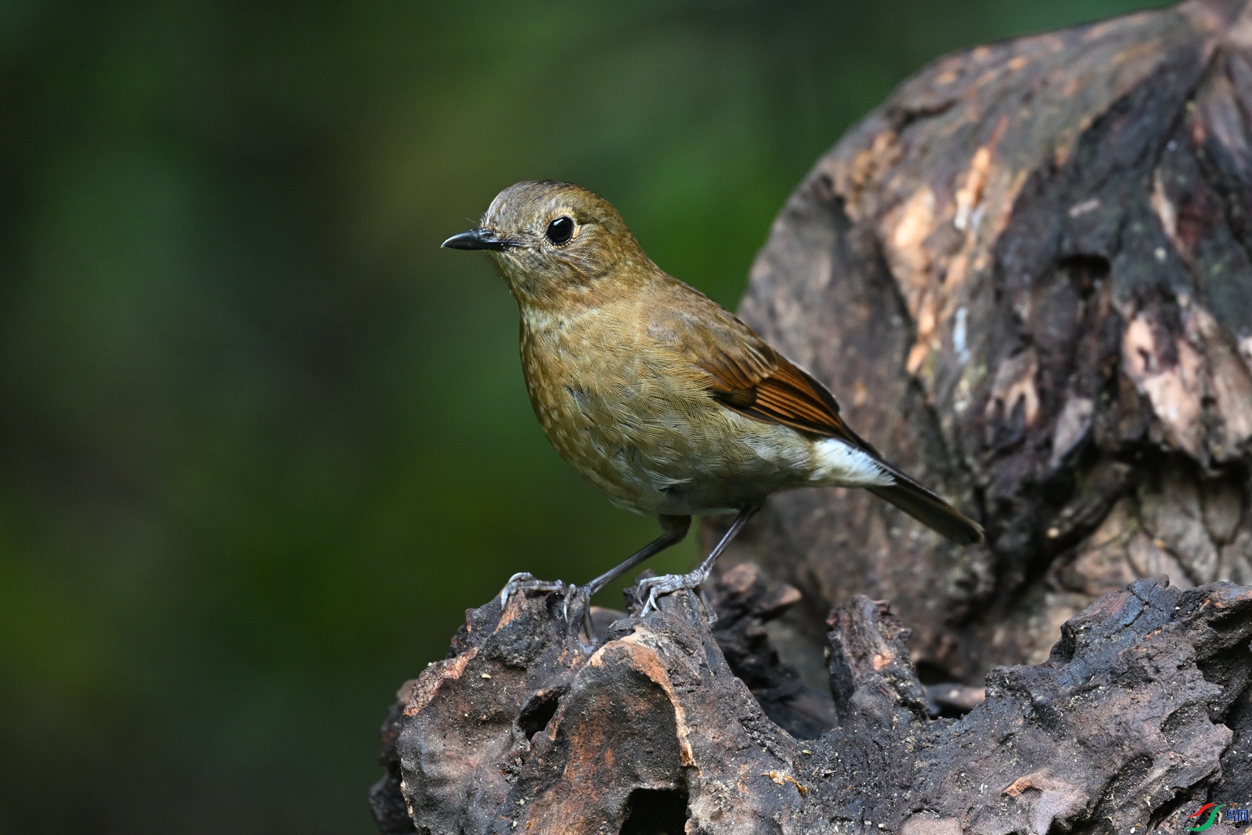 DSC_7275.JPG