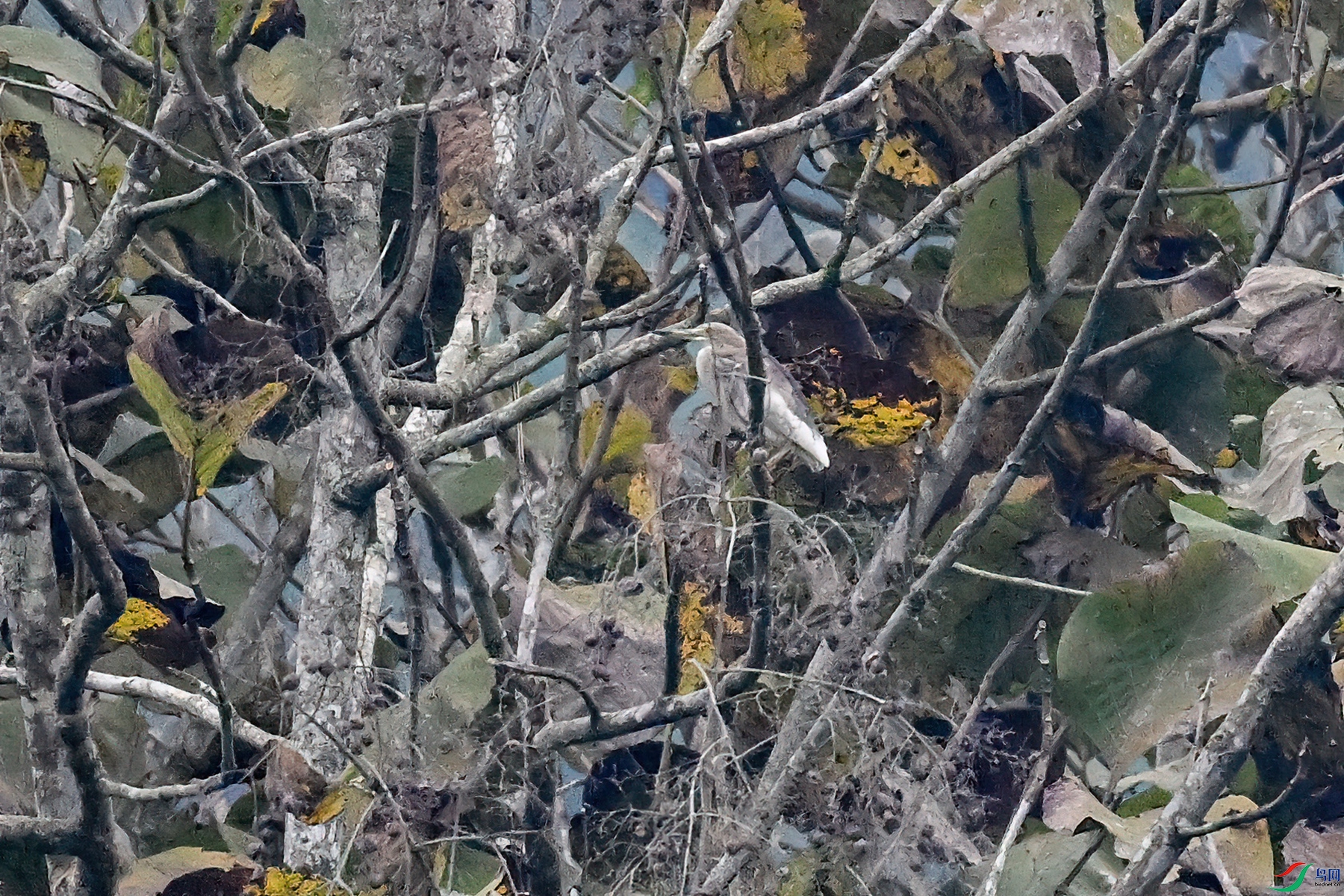 DSC_4330.JPG