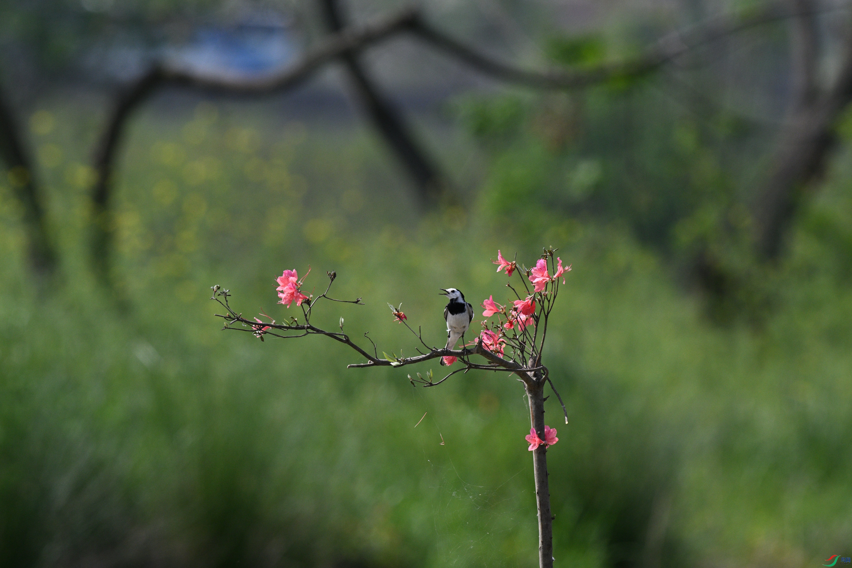 DSC_5025_����.jpg