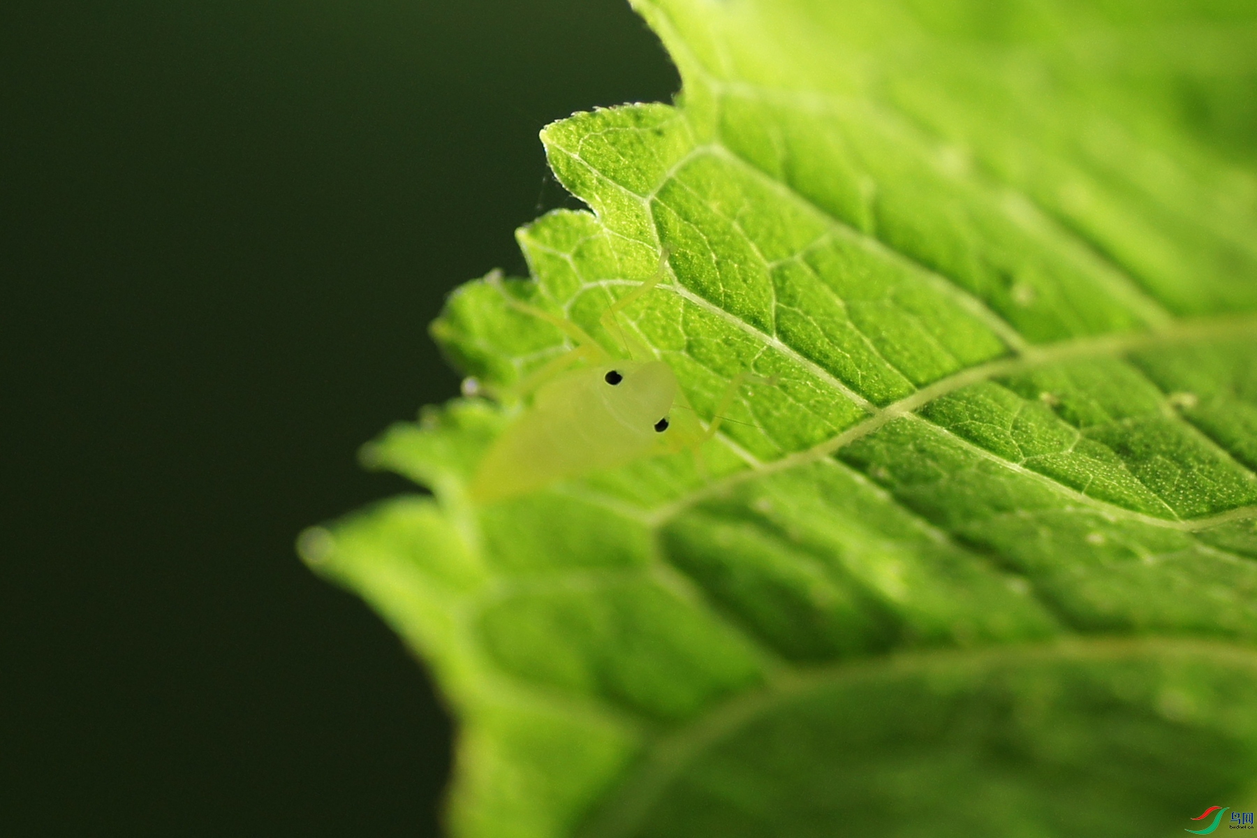 DSC00294.JPG