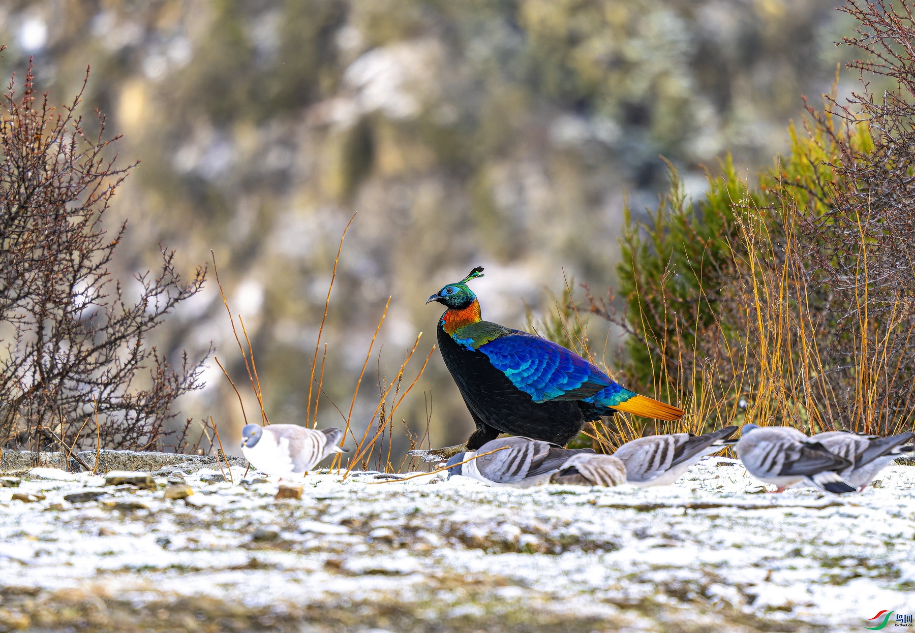 ��β���������� (43)-01.jpg