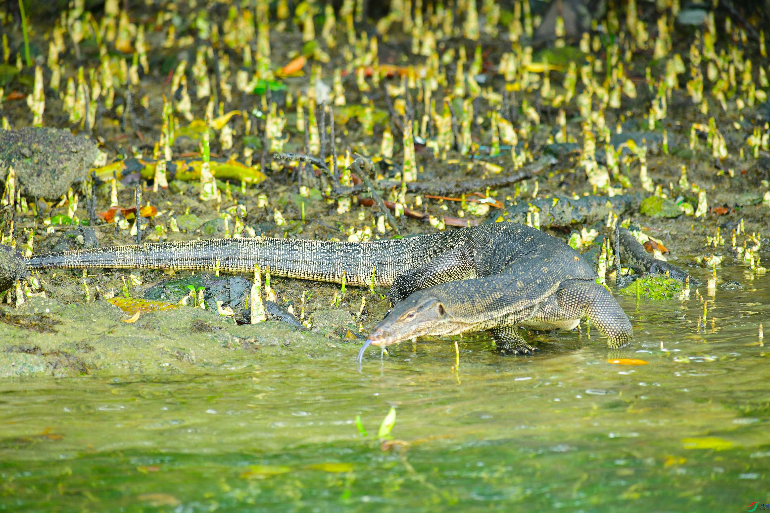 DSC_2056.JPG