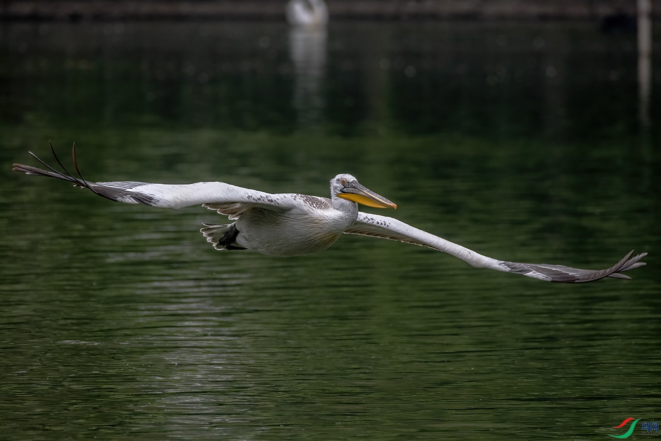 DSC_7054.jpg