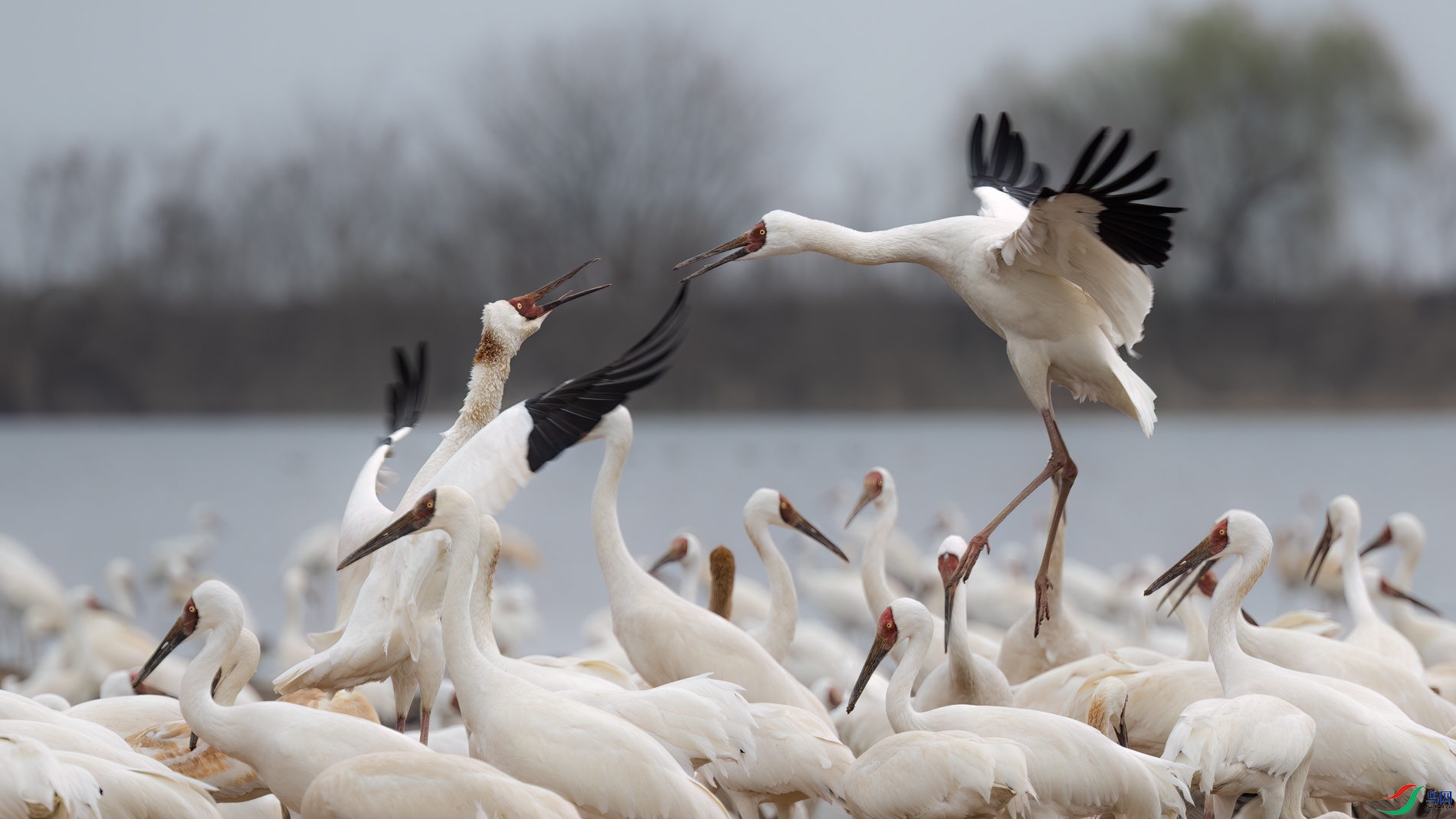 DSC_3948sen2026-2-27-255-�༭.jpg