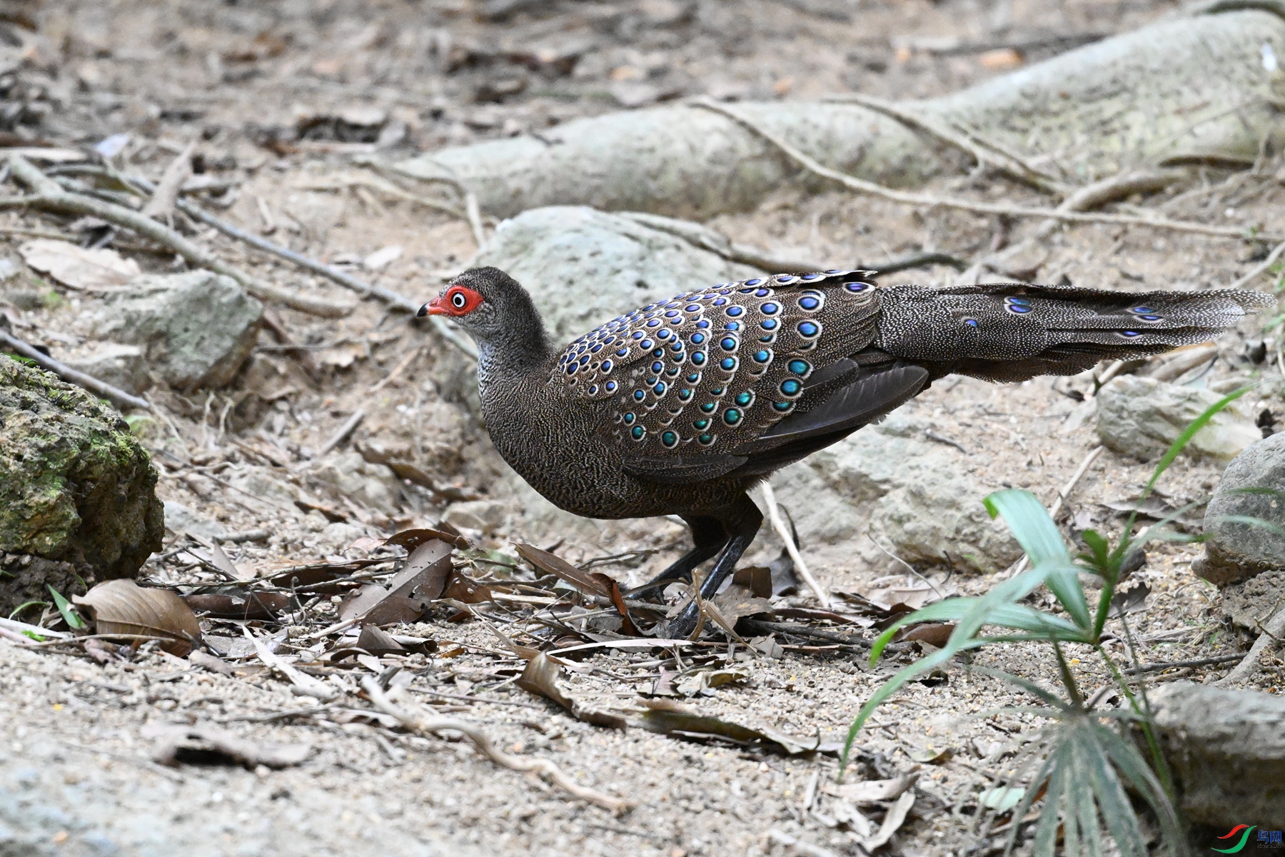 DSC_7619.JPG