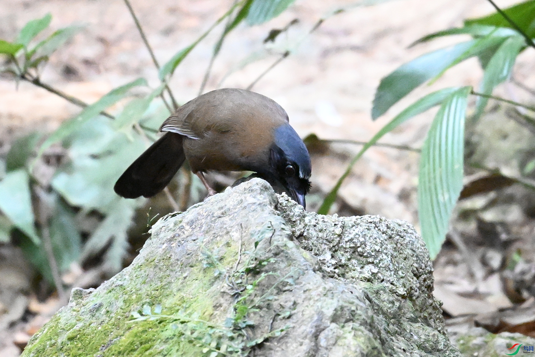 DSC_7650.JPG