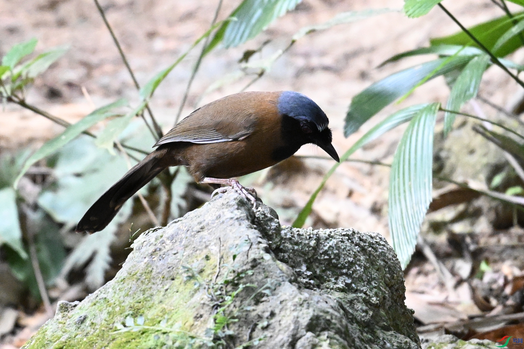 DSC_7661.JPG