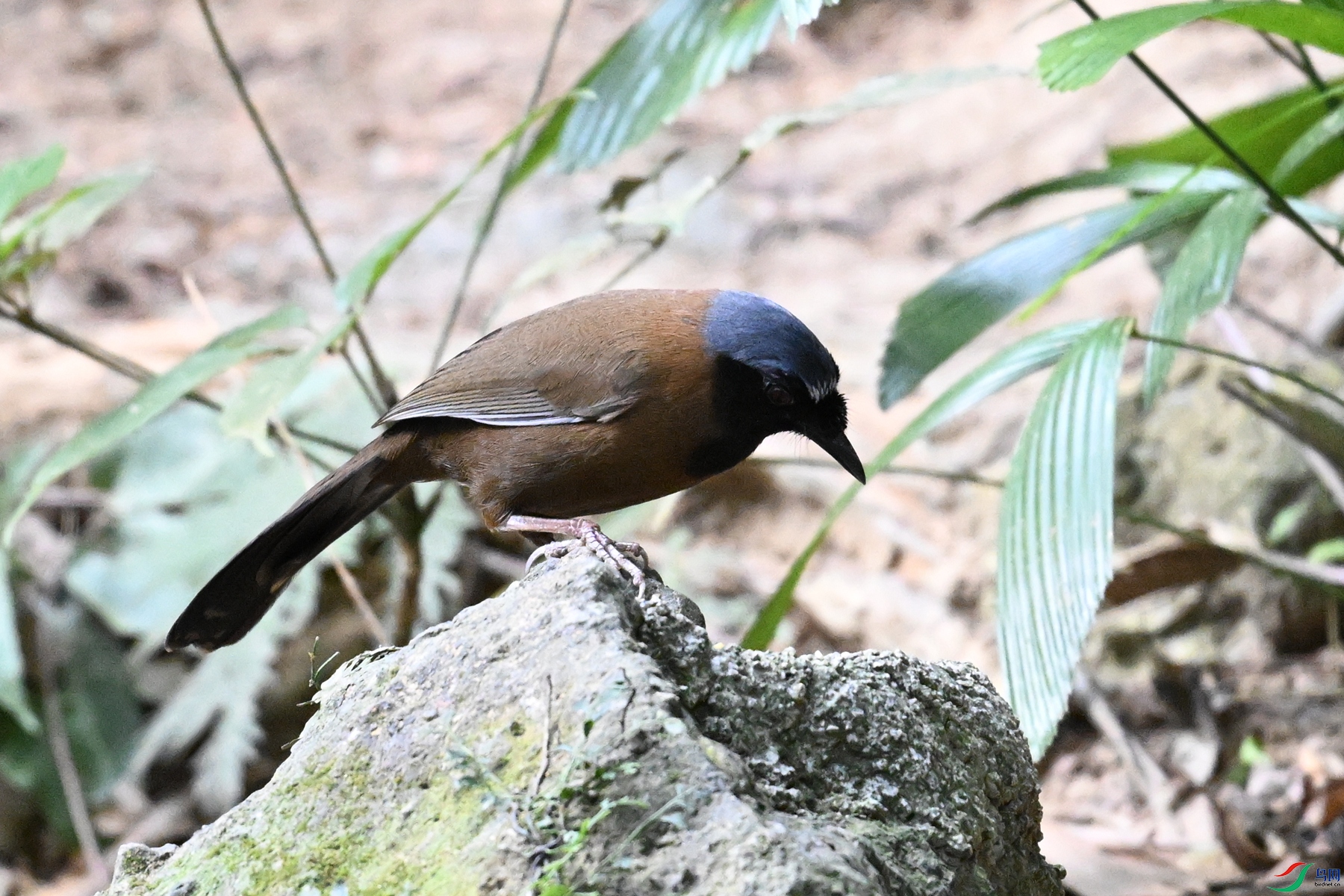 DSC_7662.JPG
