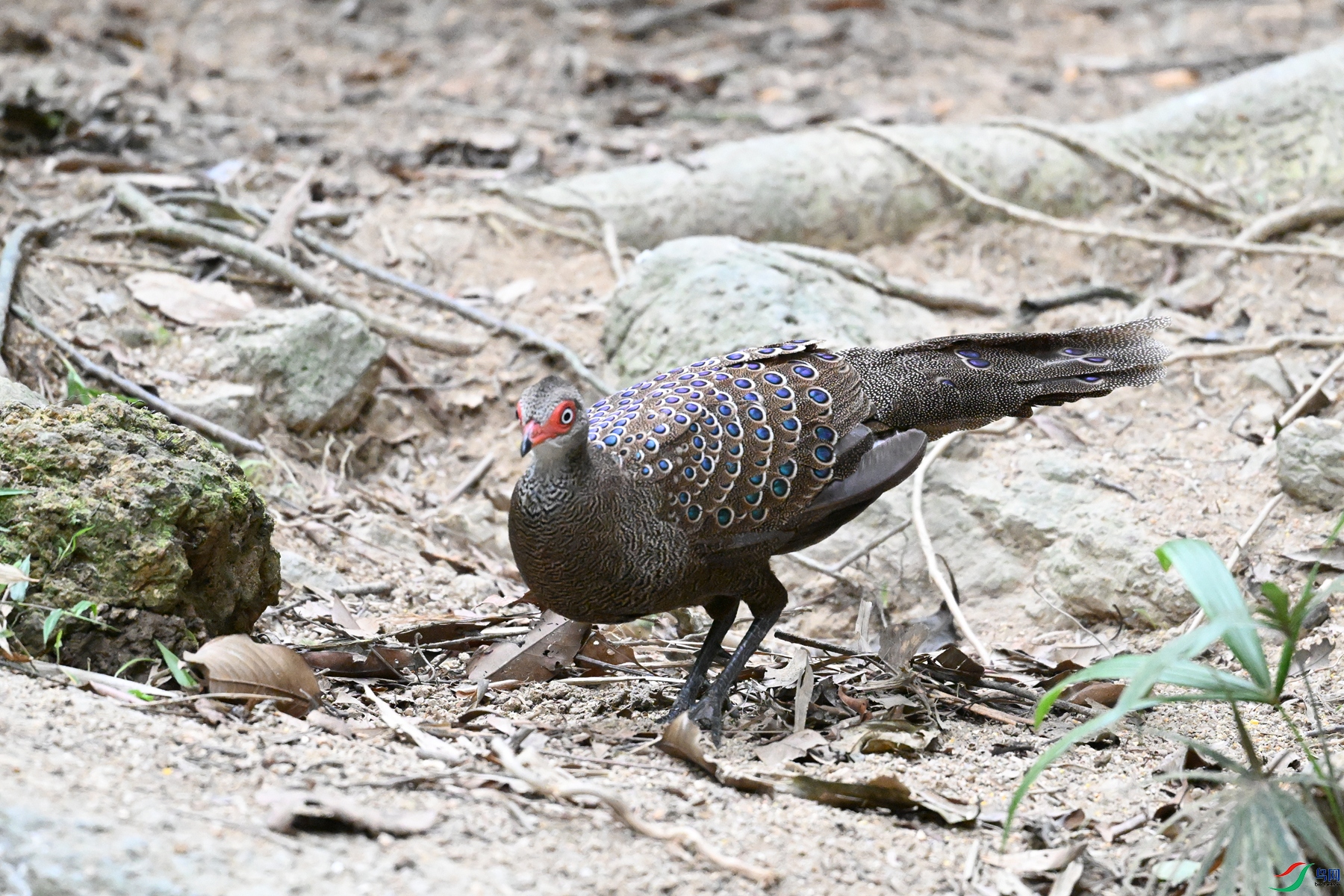 DSC_7623.JPG
