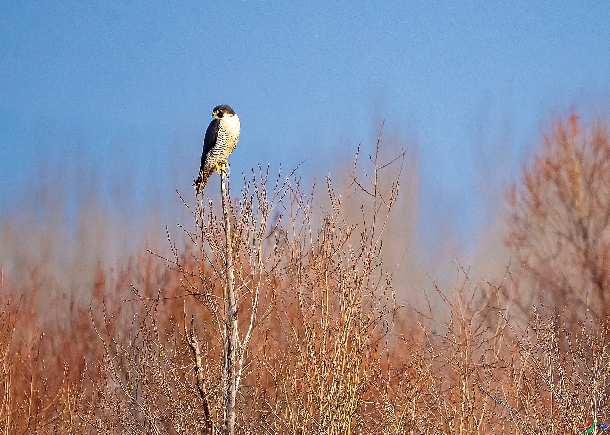 DSC02928 ����a.jpg