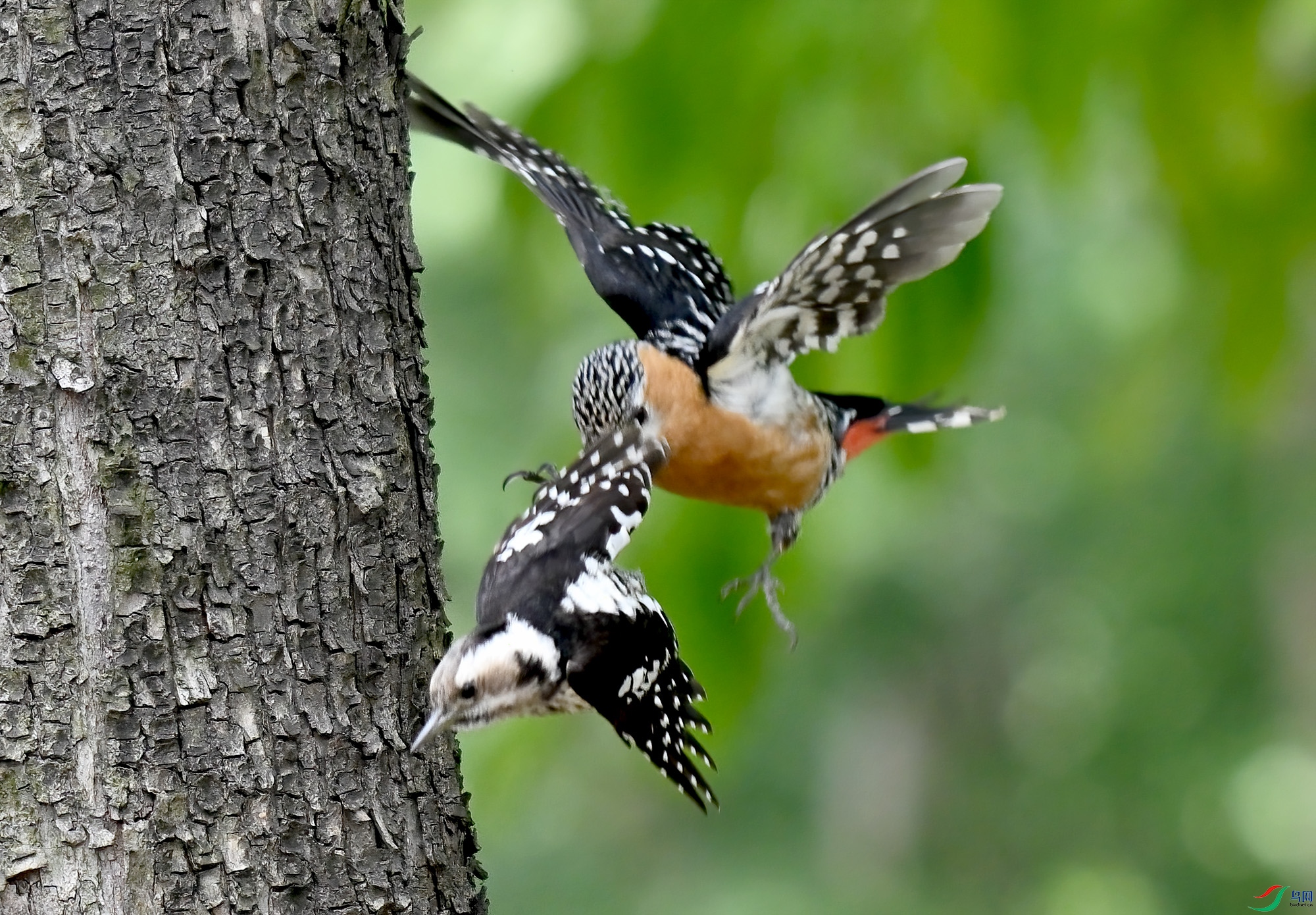 DSC_5524-2.jpg