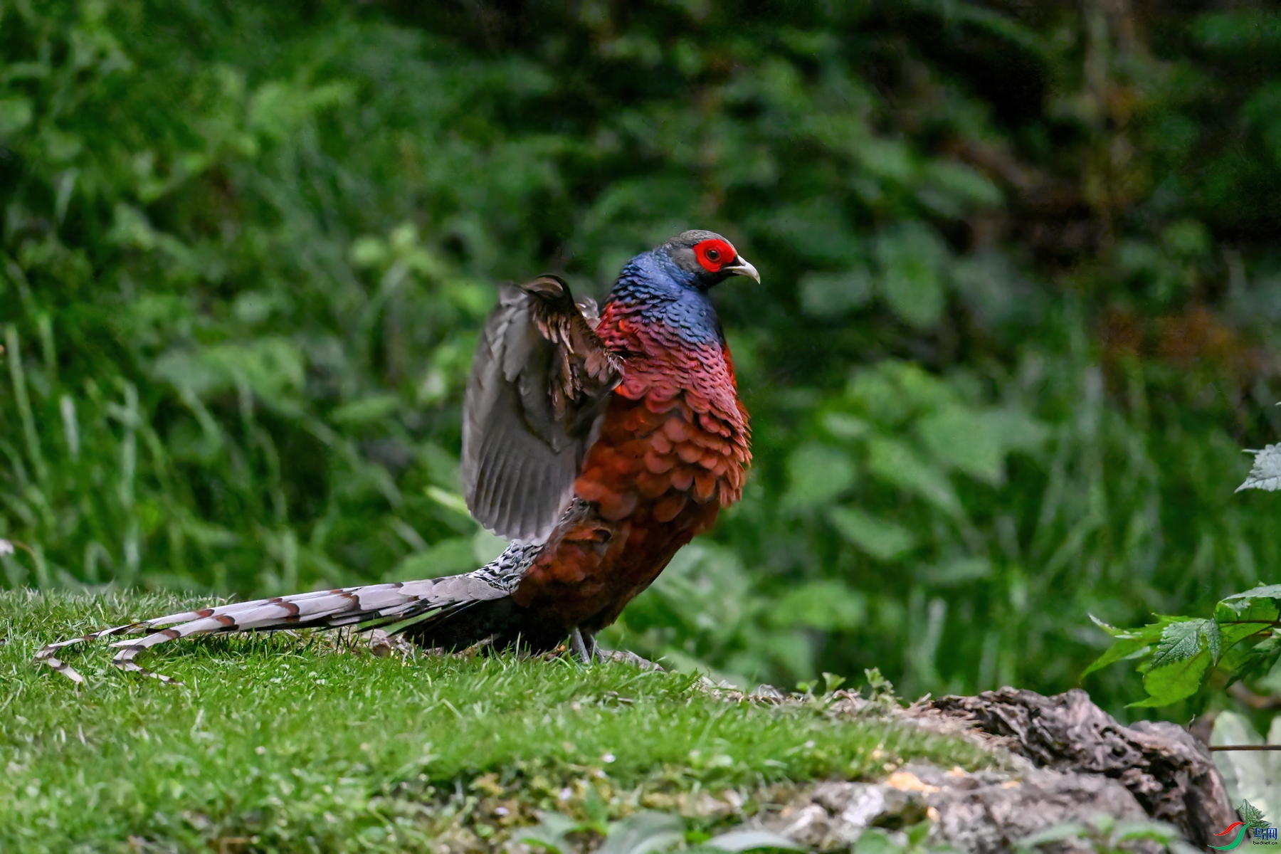 DSC_3235.JPG