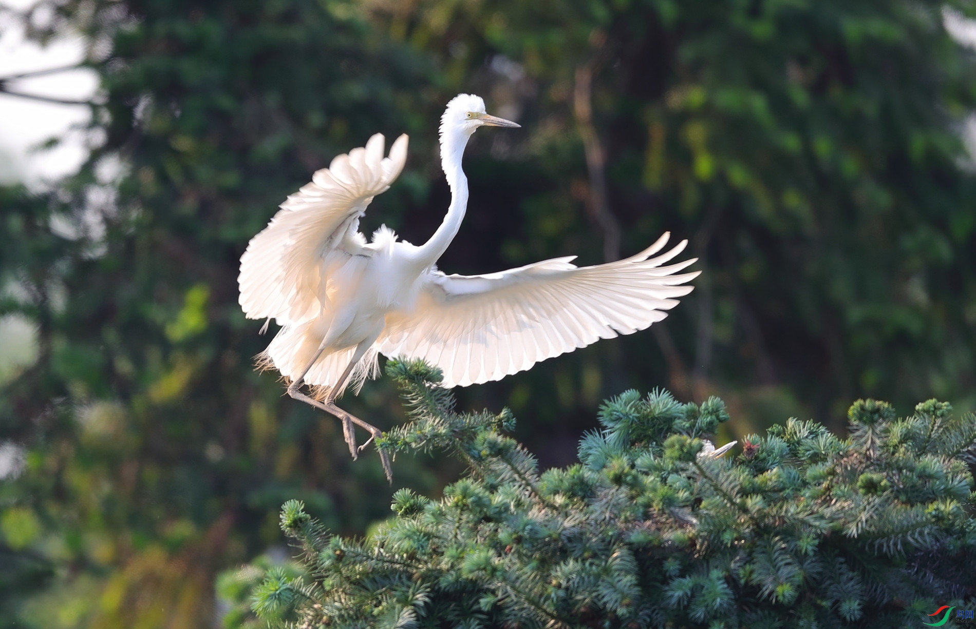 C95I8362��ɭ.JPG