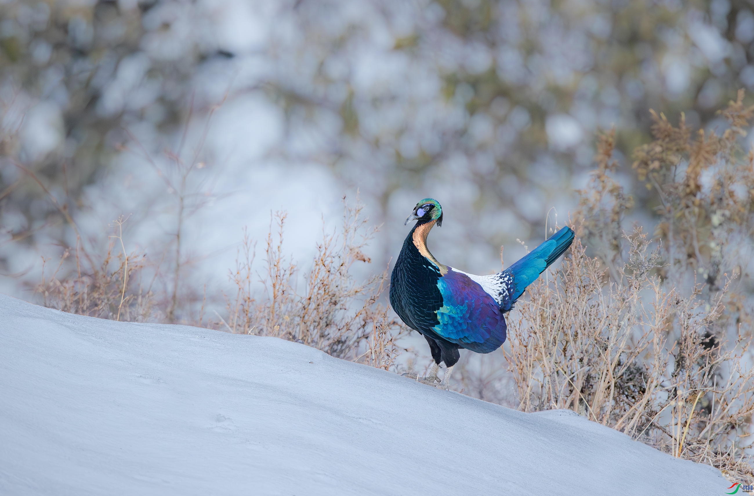 A15I2913-����ǿ-NR ����.jpg