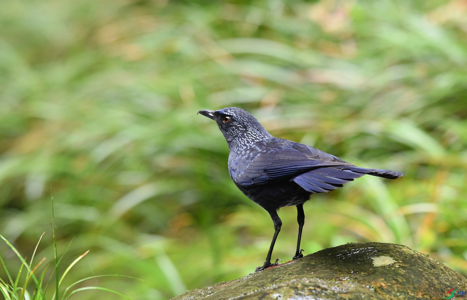 DSC_1816.jpg