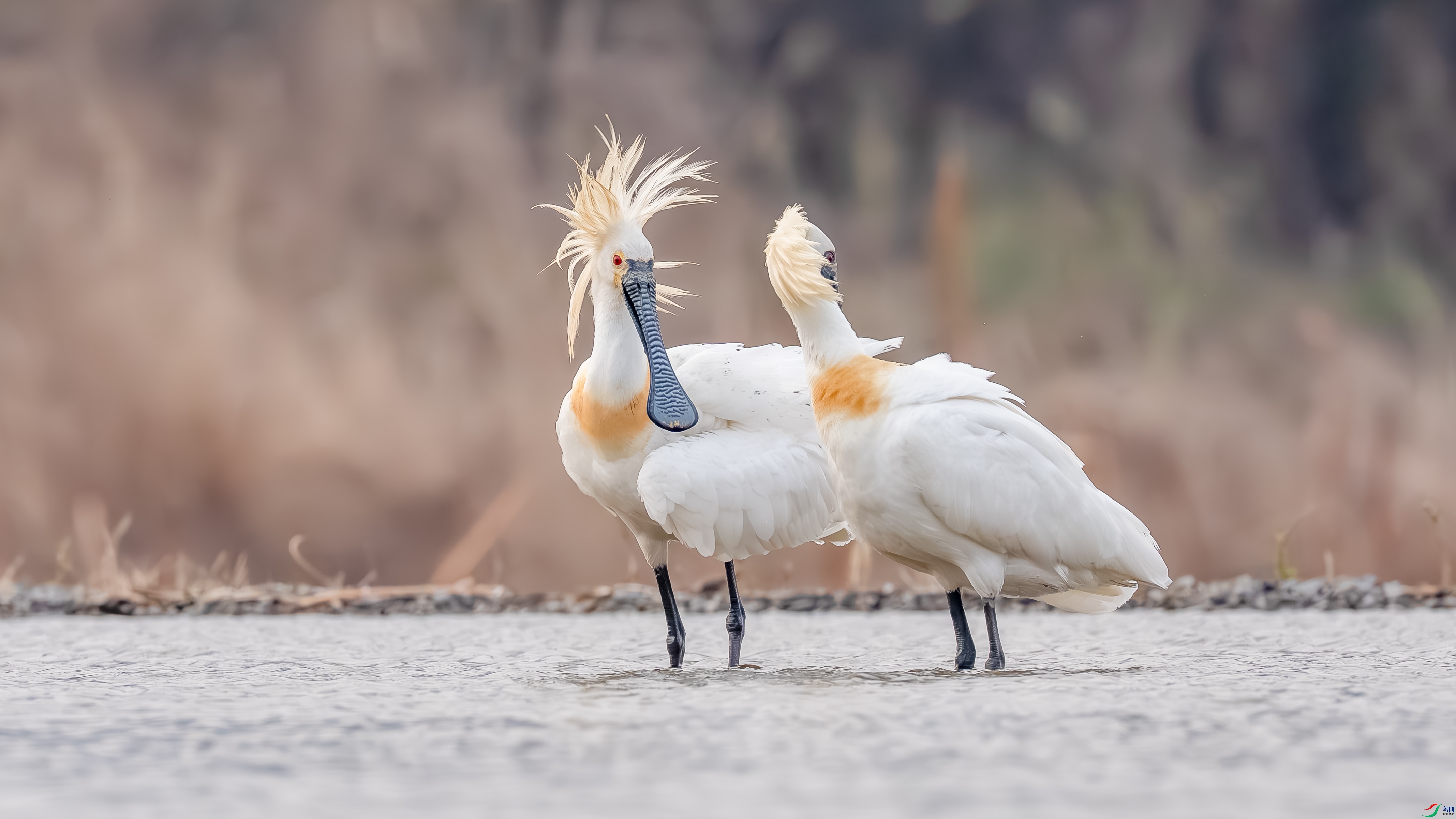 DSC08026 ����.jpg